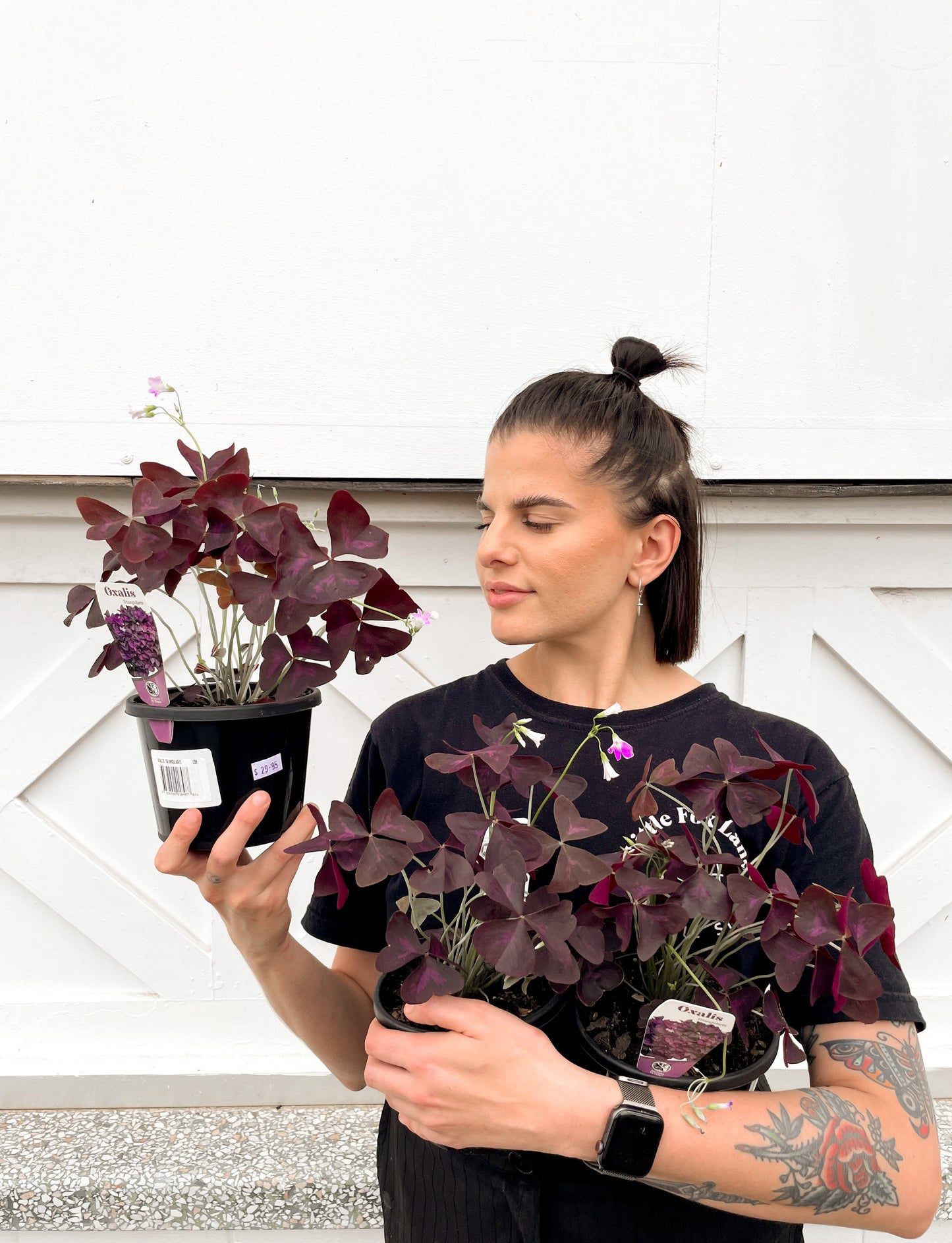 Oxalis Triangularis (130mm Pot Size)