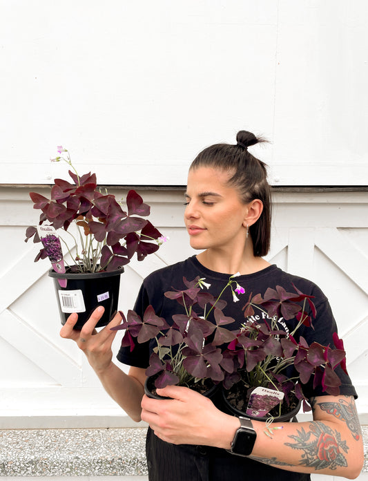 Oxalis Triangularis (130mm Pot Size)