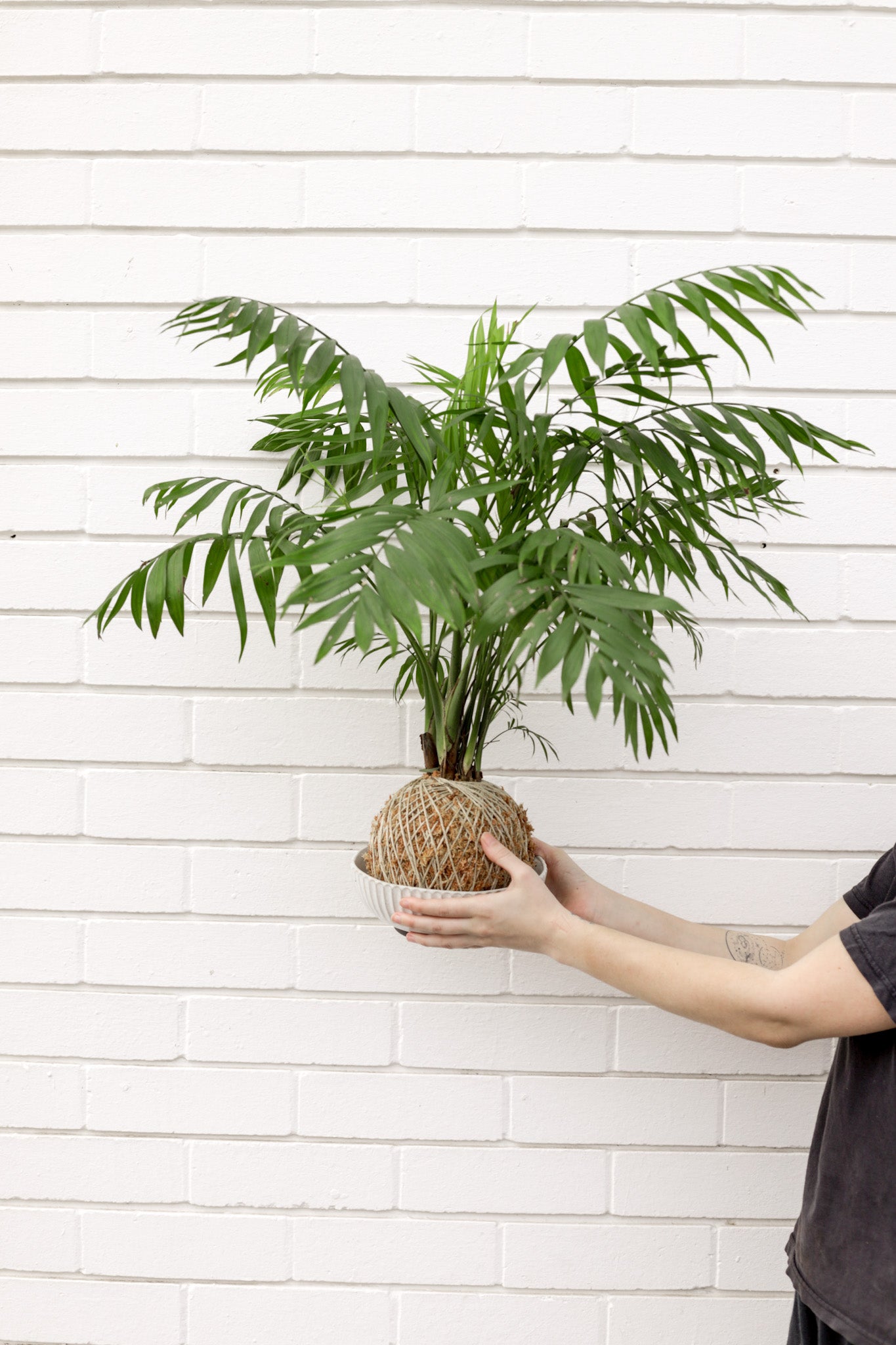 Parlor Palm Kokedama