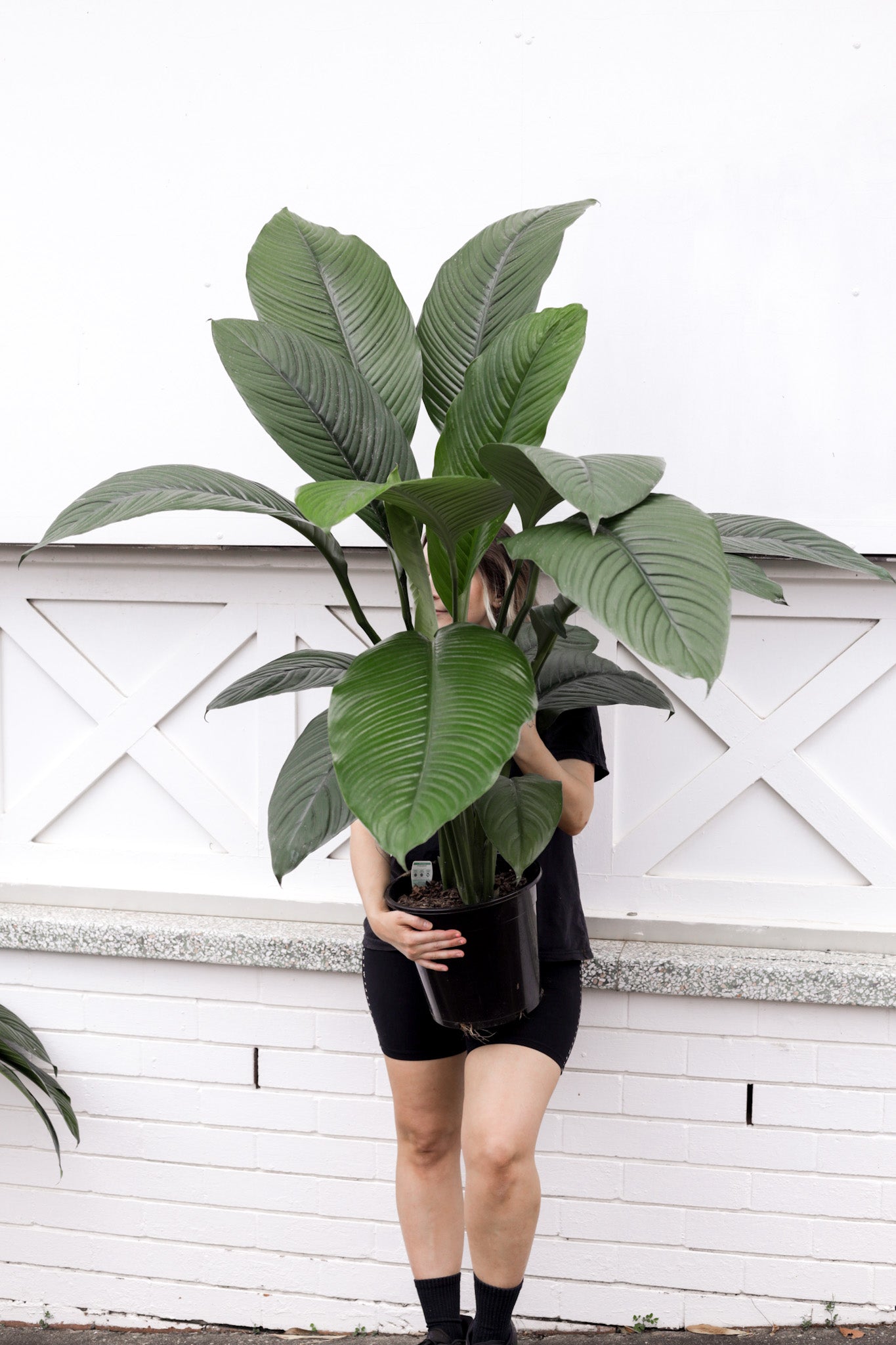 Spathiphyllum, Sensation (250mm Pot)