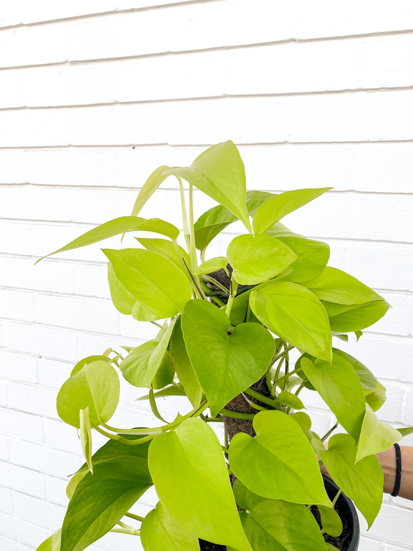 Pothos Totem Pole, Neon (200mm Pot)