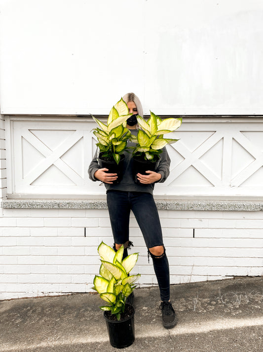 Dieffenbachia Mariana (200mm pot size)