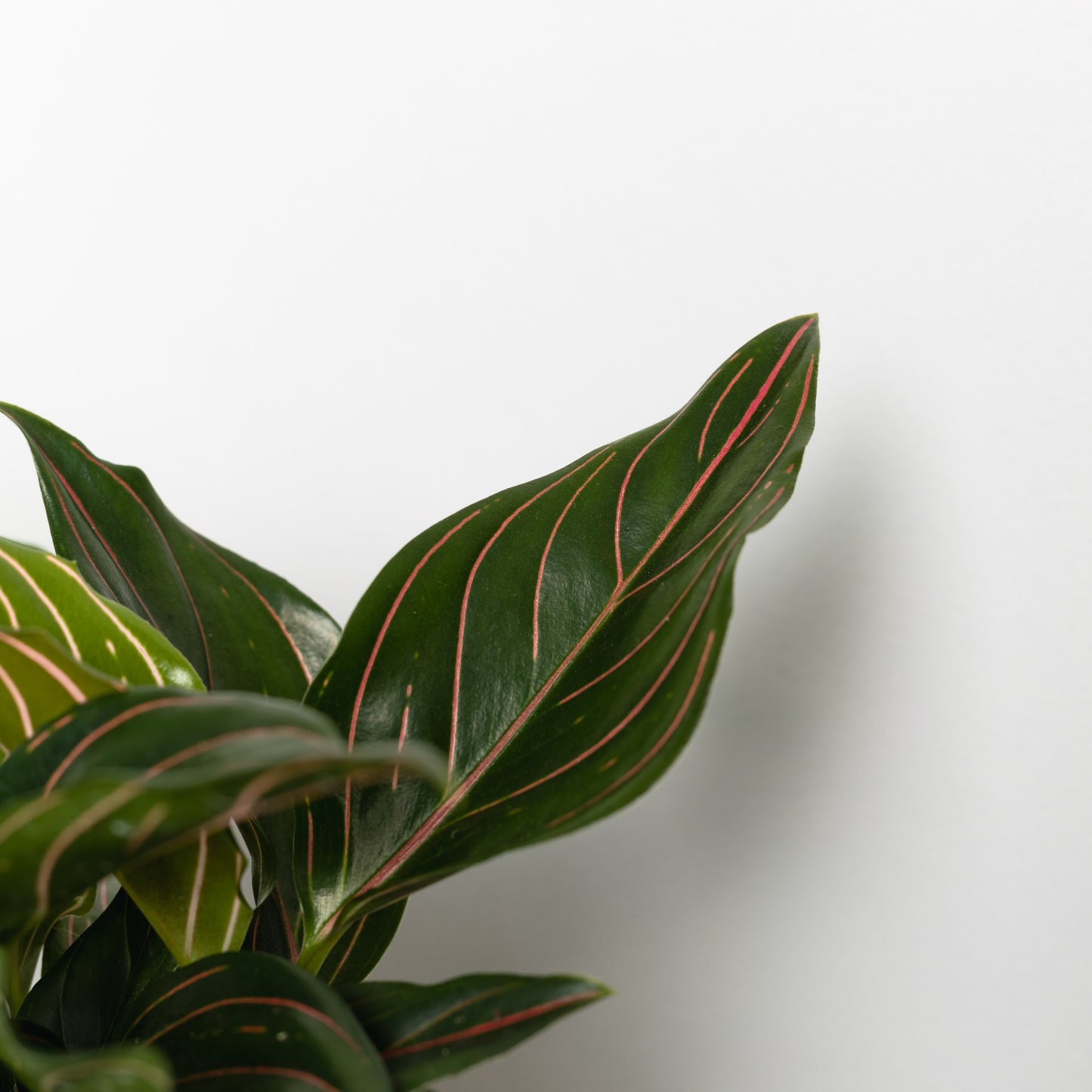 Aglaonema cultivar (100mm pot size)