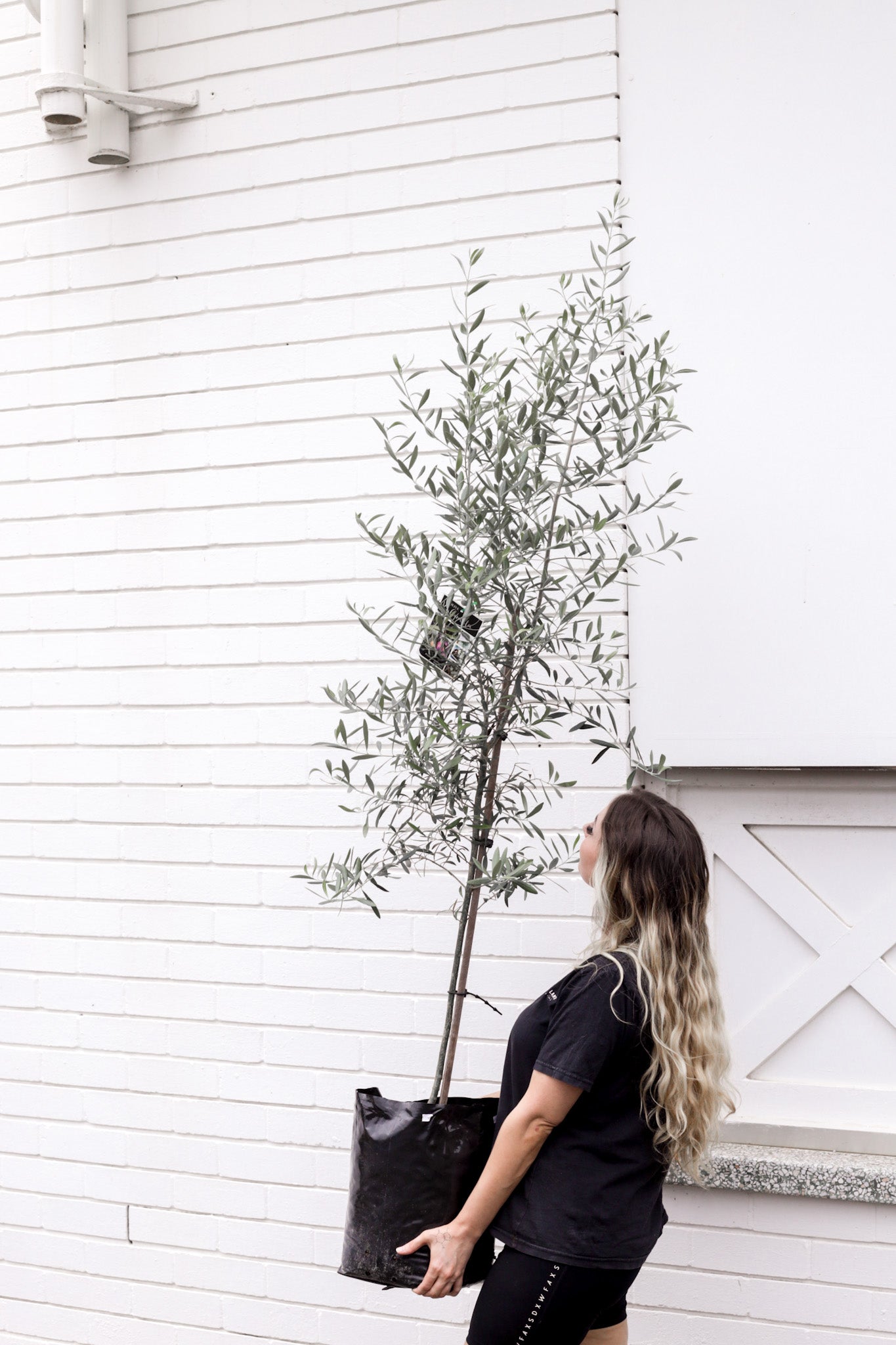 Olive tree (250mm pot size)