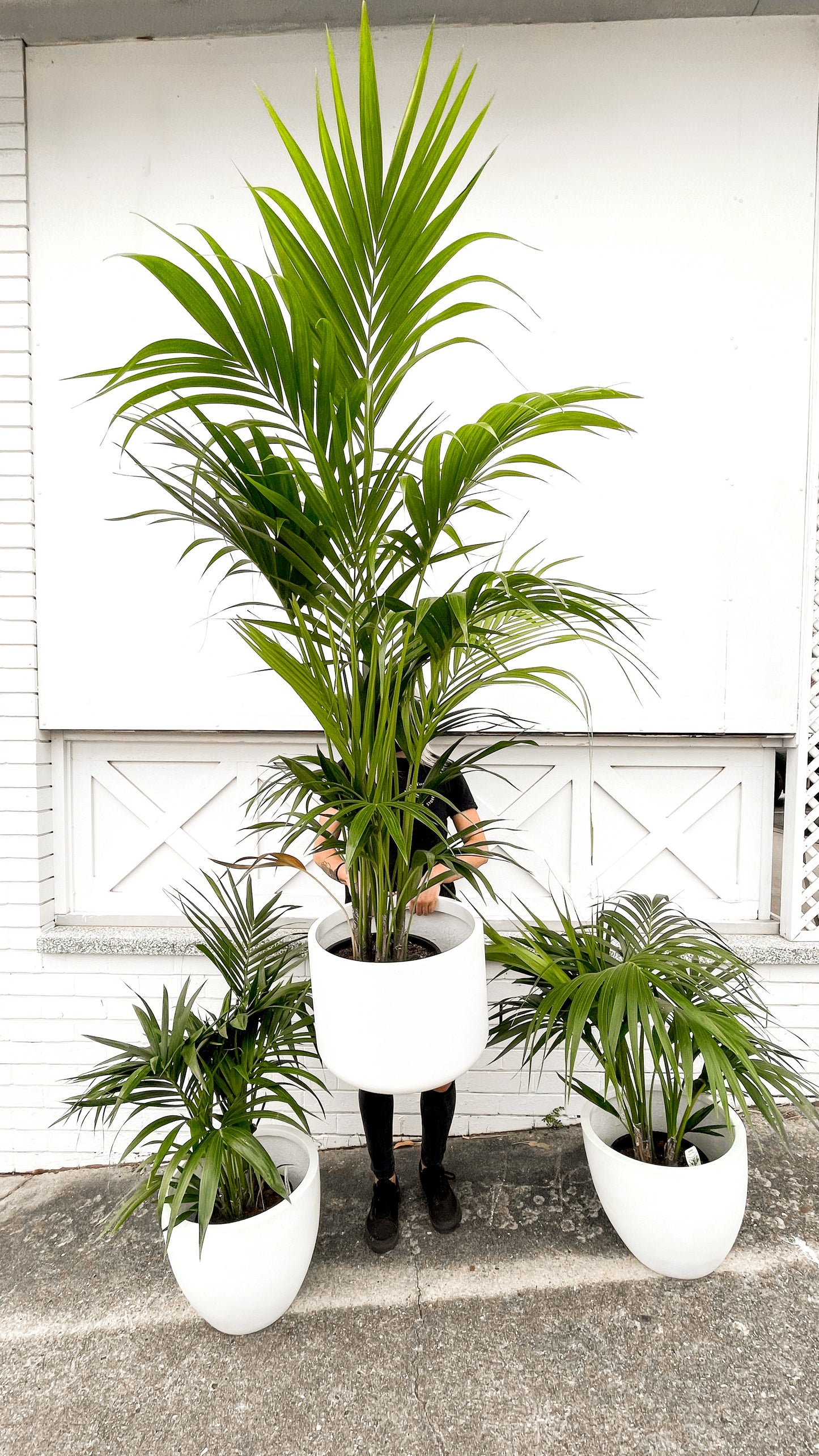 Kentia Palm, Howea (300mm Pot Size)