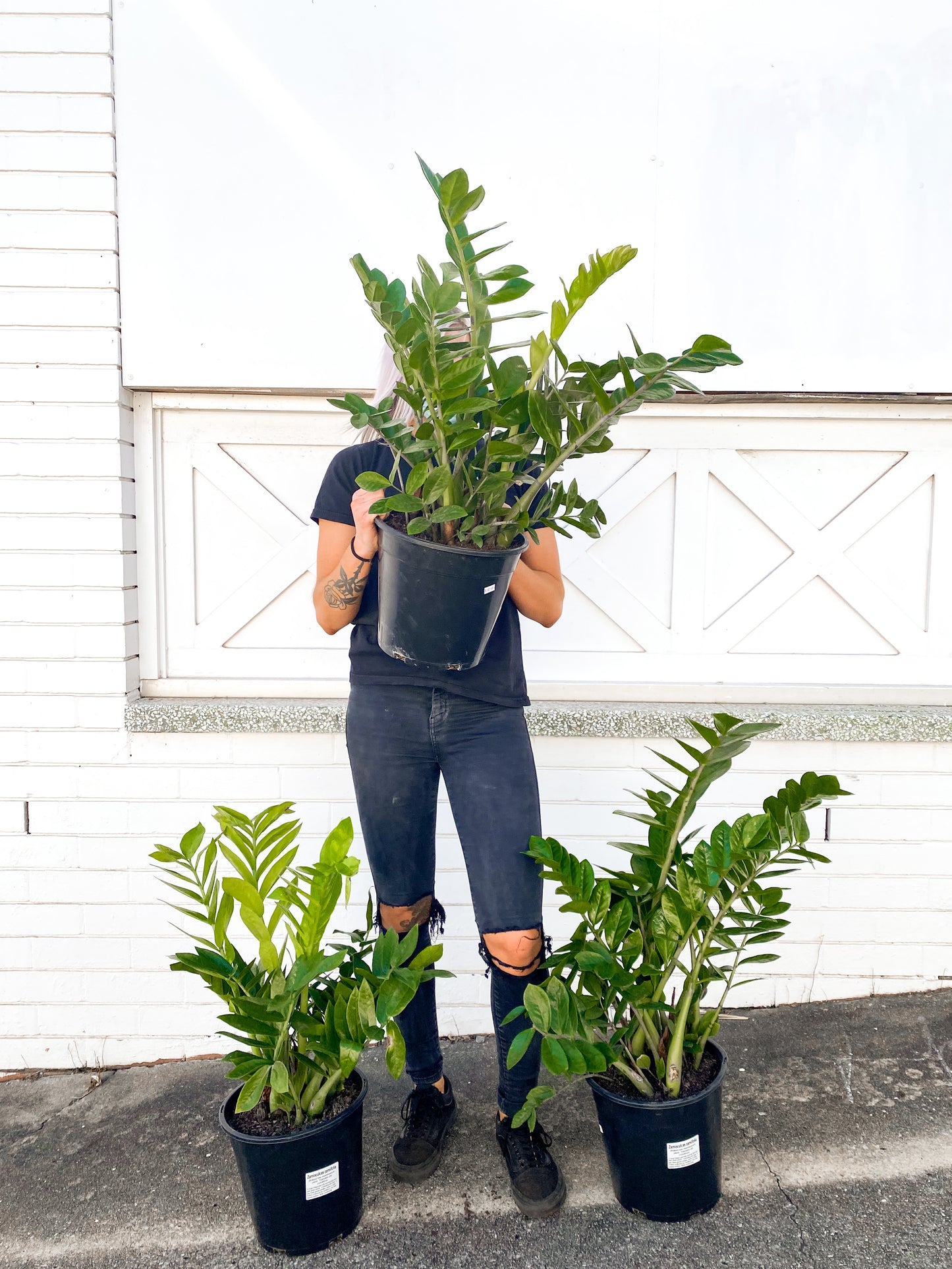 Zanzibar Gem (250mm Pot Size)