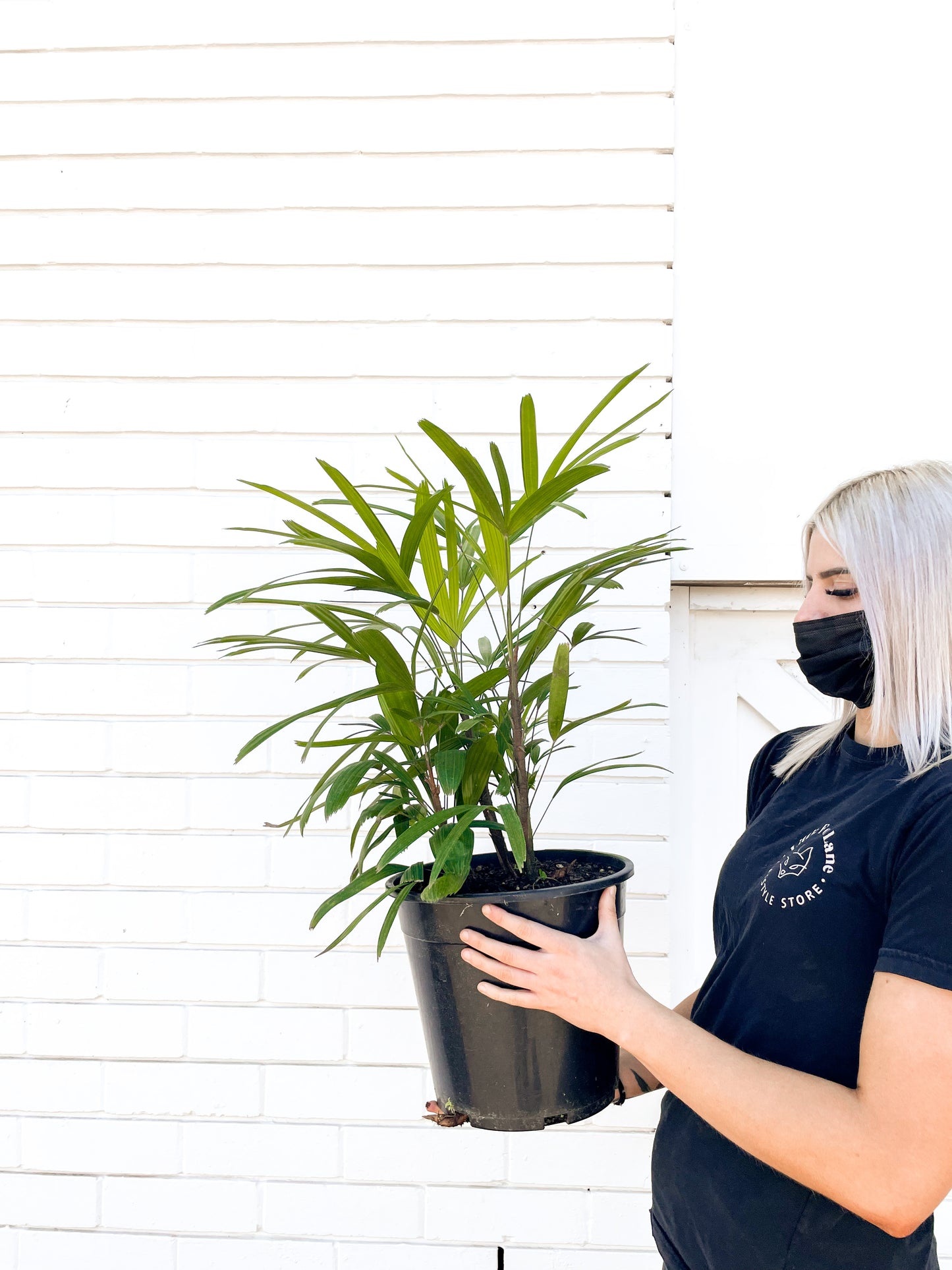 Rhapis Palm (250mm Pot Size)