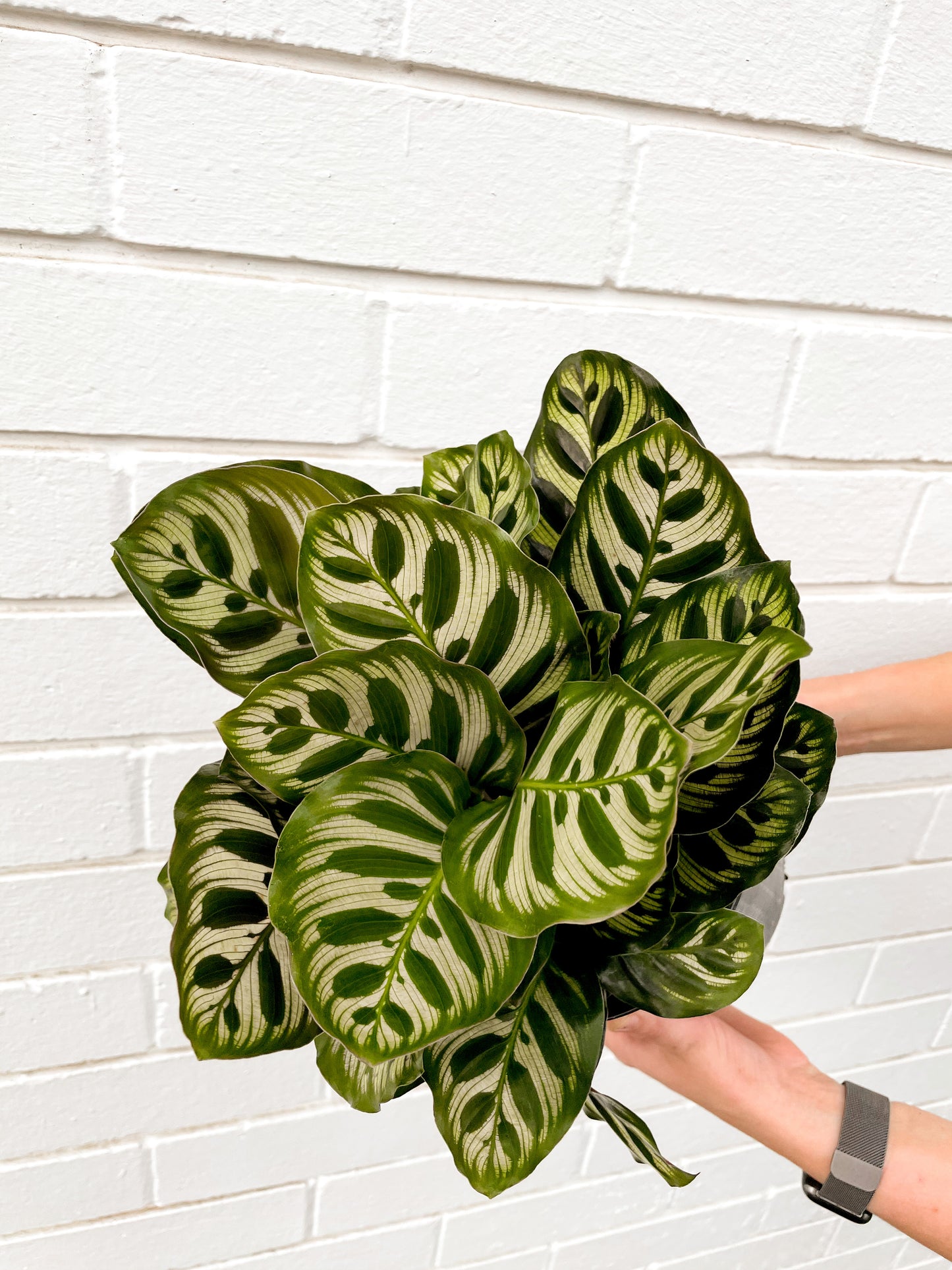Calathea Makoyana (180mm pot size)