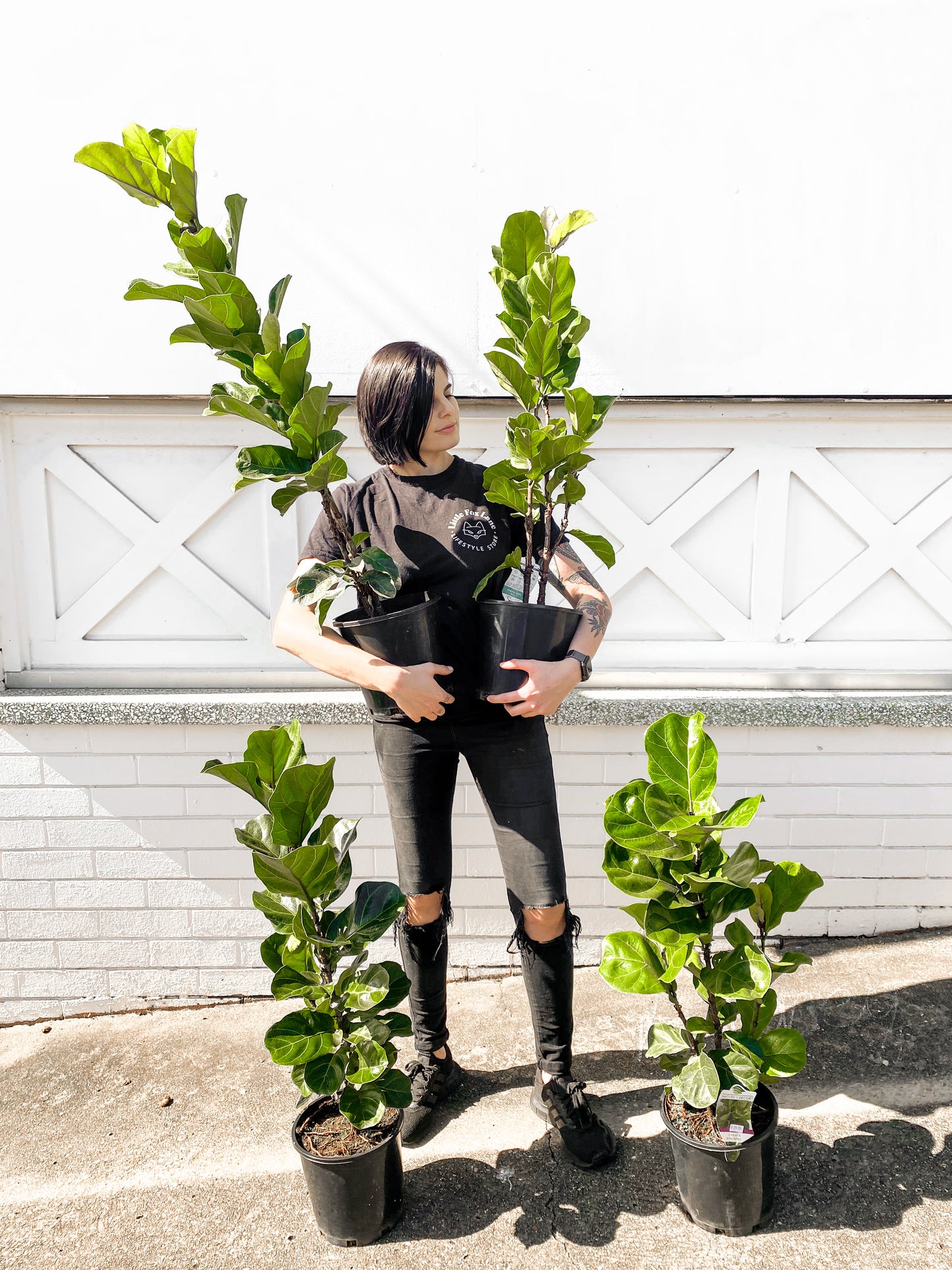 Fiddle Leaf Fig, Bambino (200mm Pot Size)
