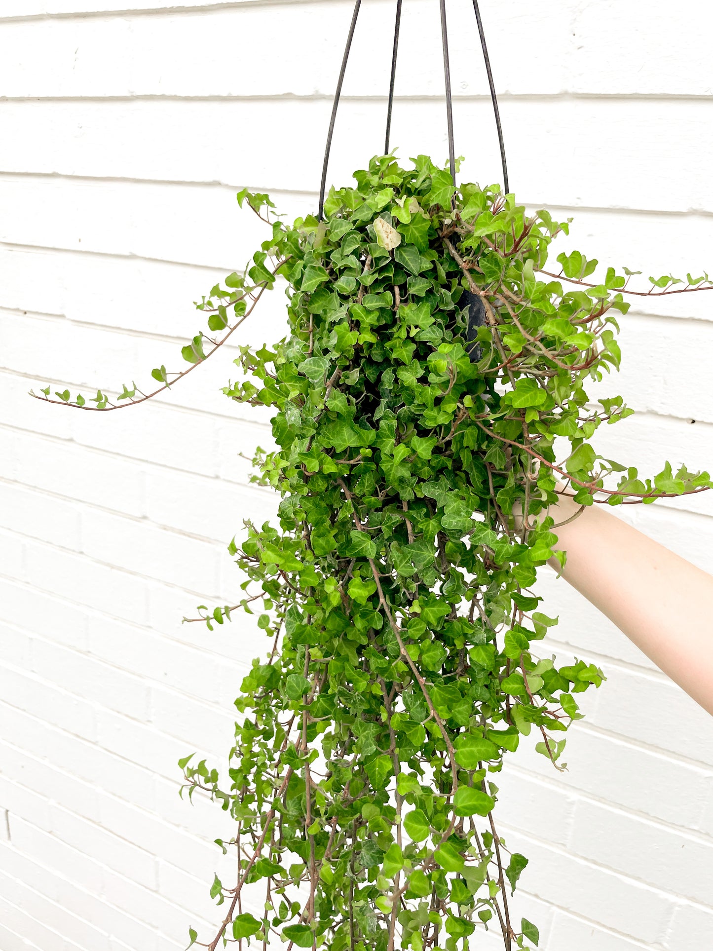 Ivy (130mm pot size)