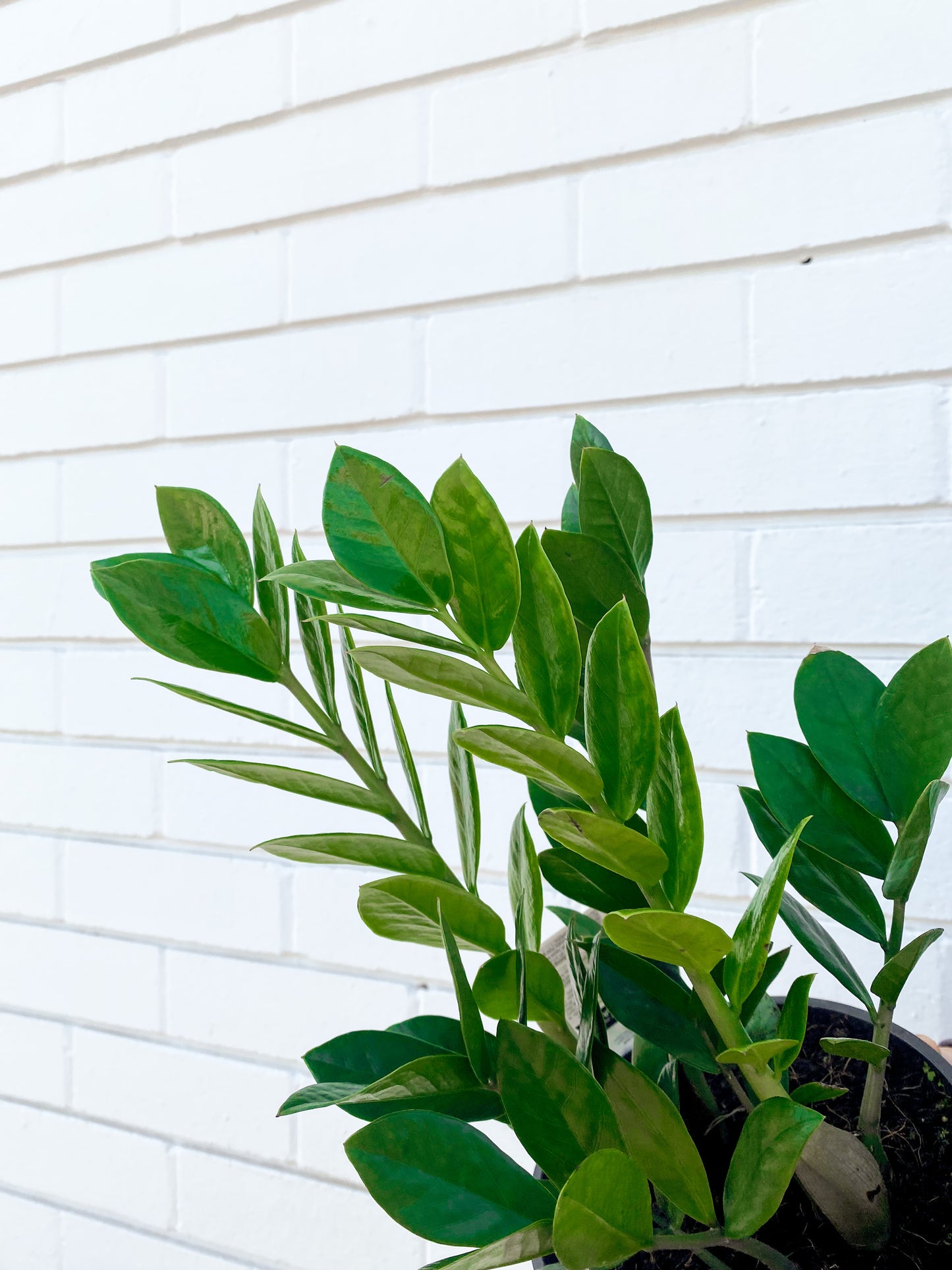 Zanzibar Gem (180mm Pot Size)