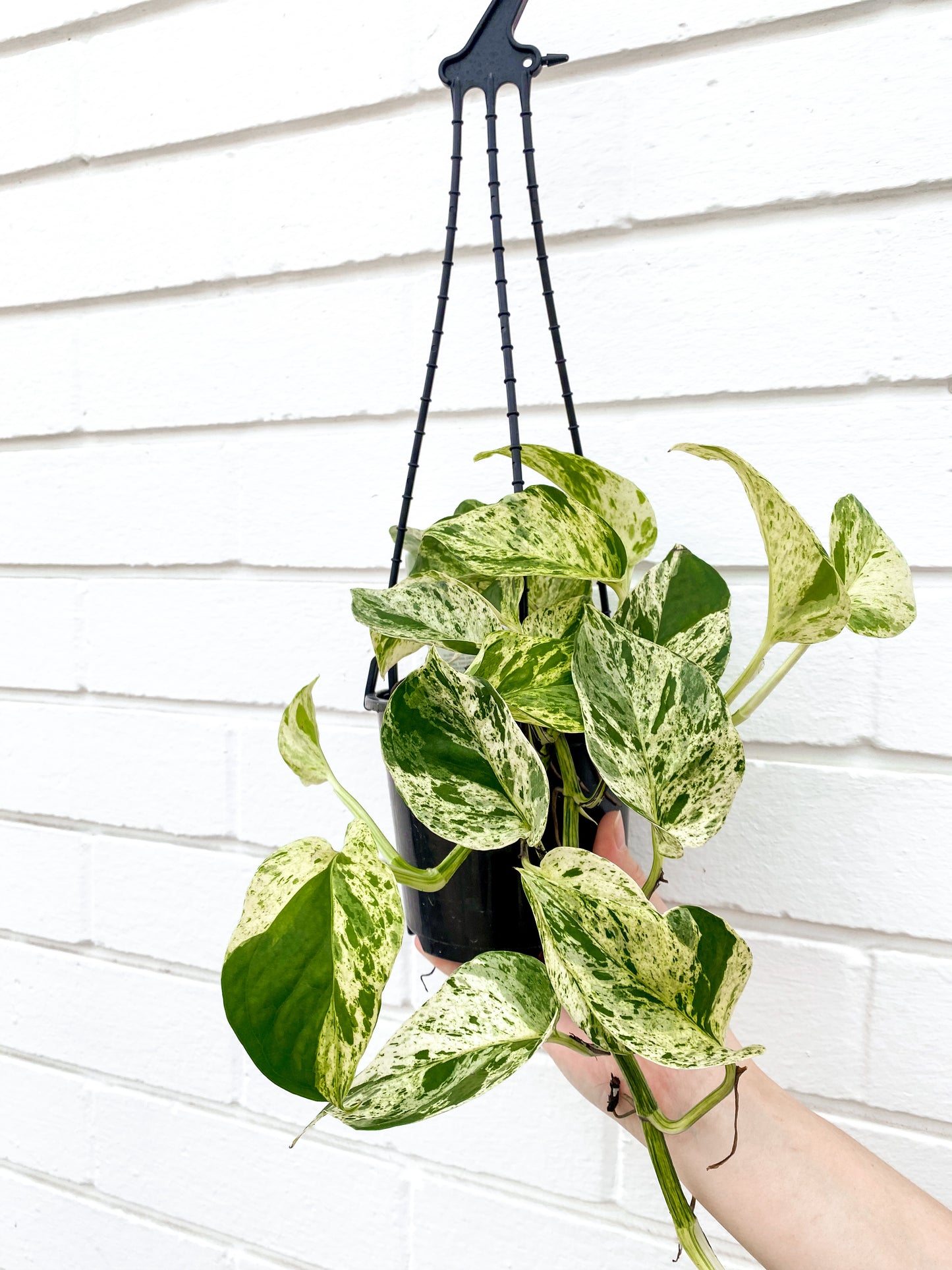 Pothos, Marble (130mm Pot Size)