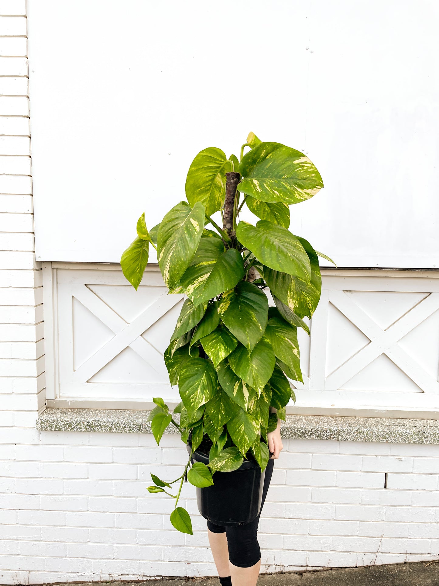 Pothos Totem Pole (300mm Pot Size)