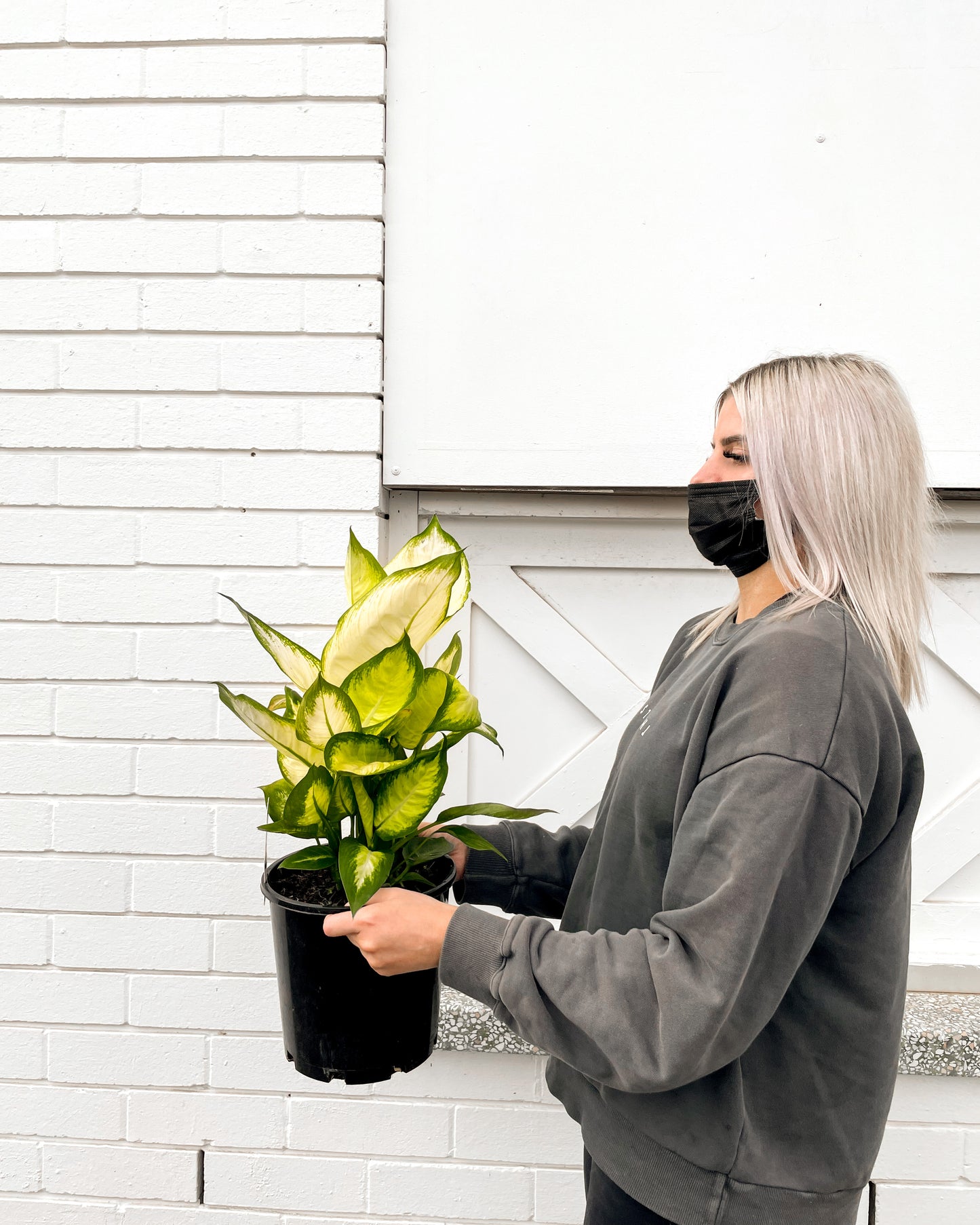 Dieffenbachia Mariana (200mm pot size)
