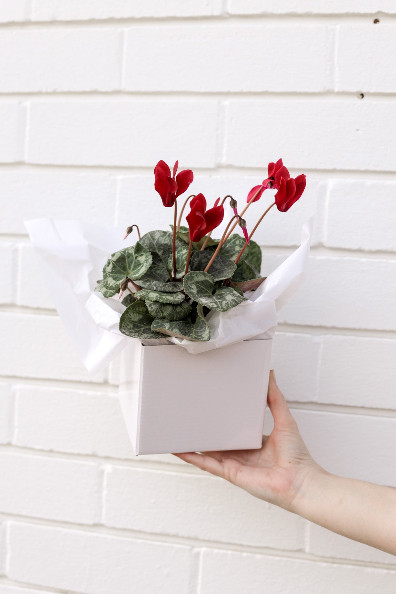 Claret Cyclamen flower box