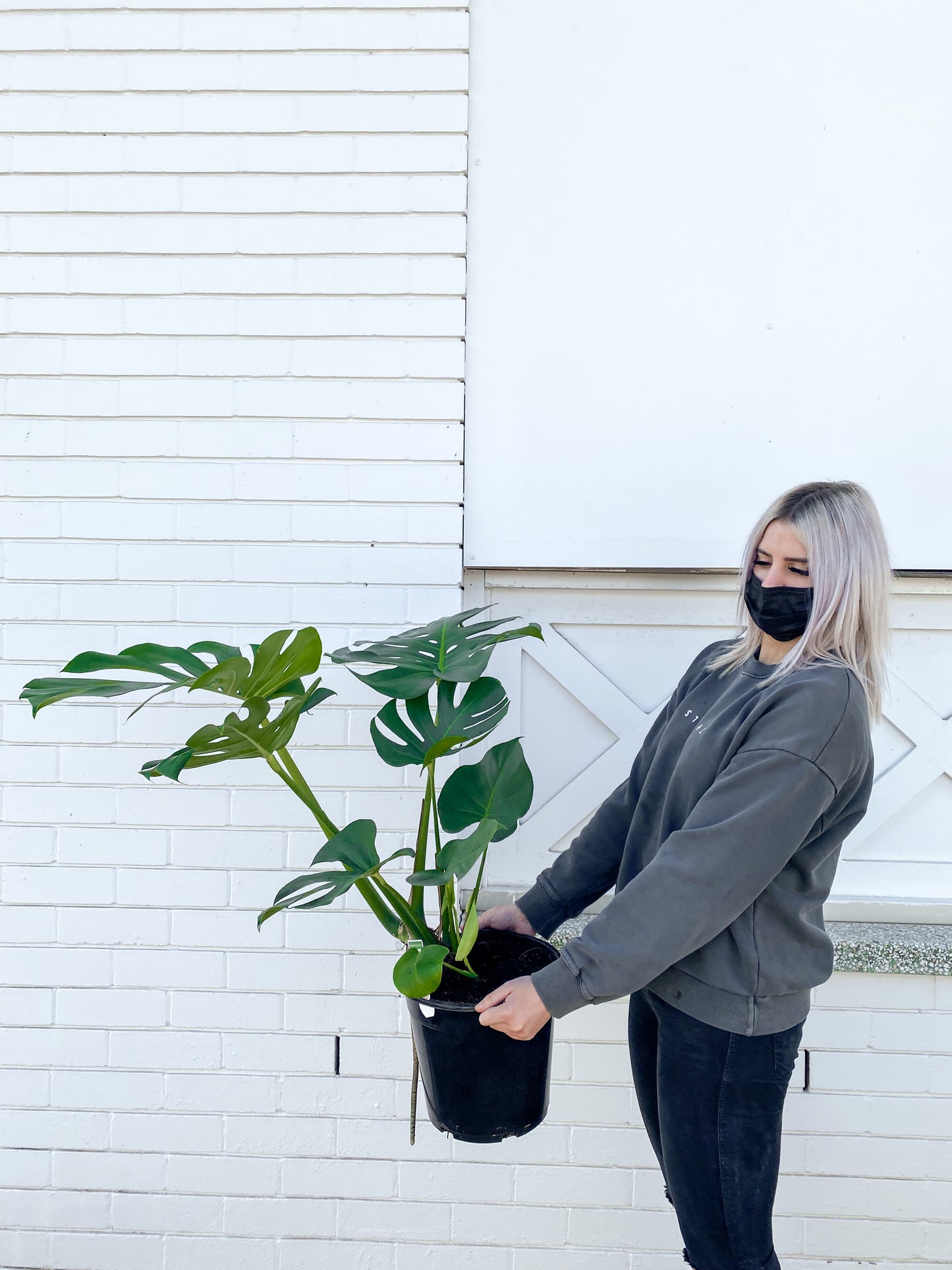 Monstera Deliciosa (250mm pot size)