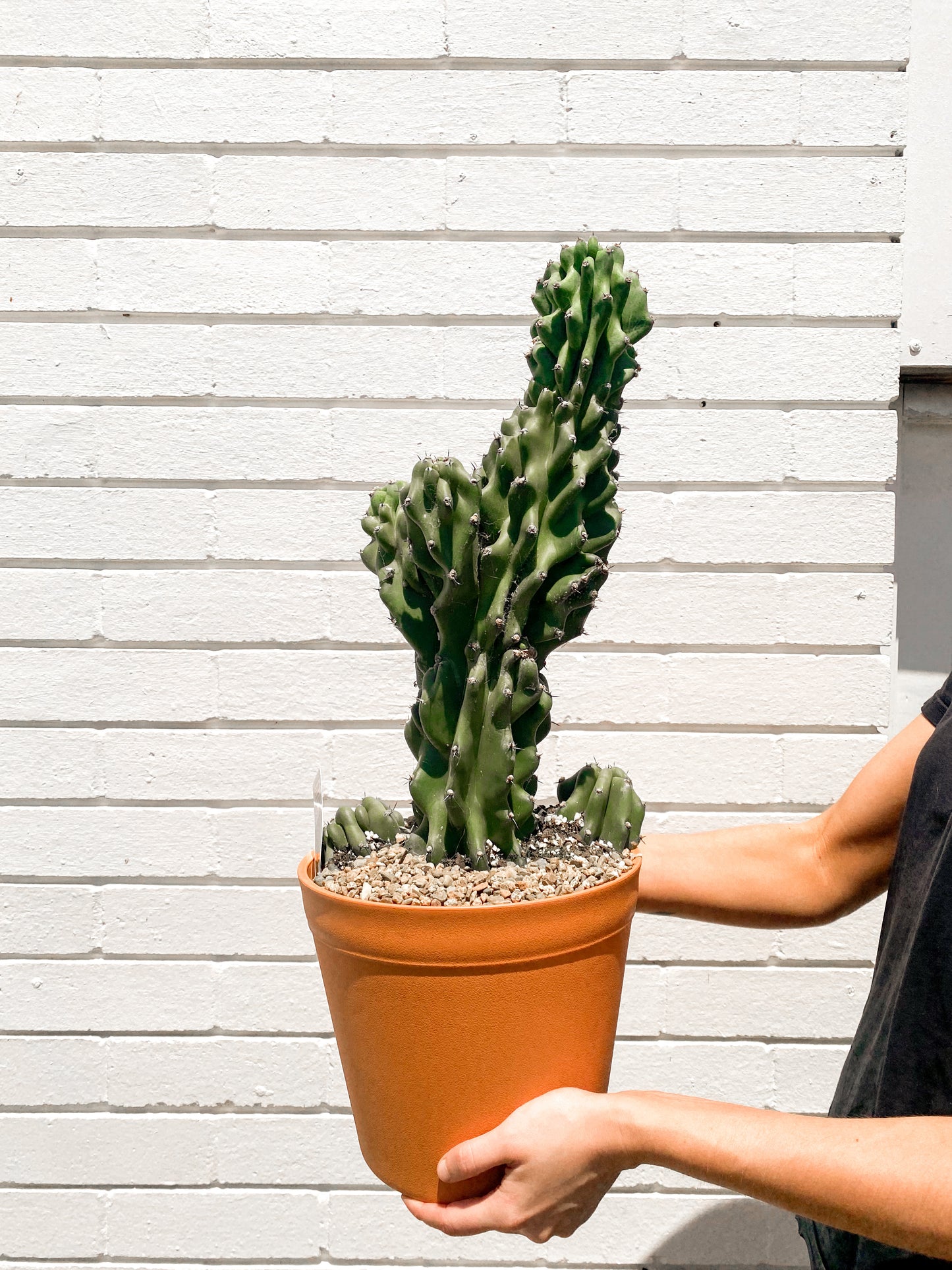 Cereus Monstrose (230mm pot)