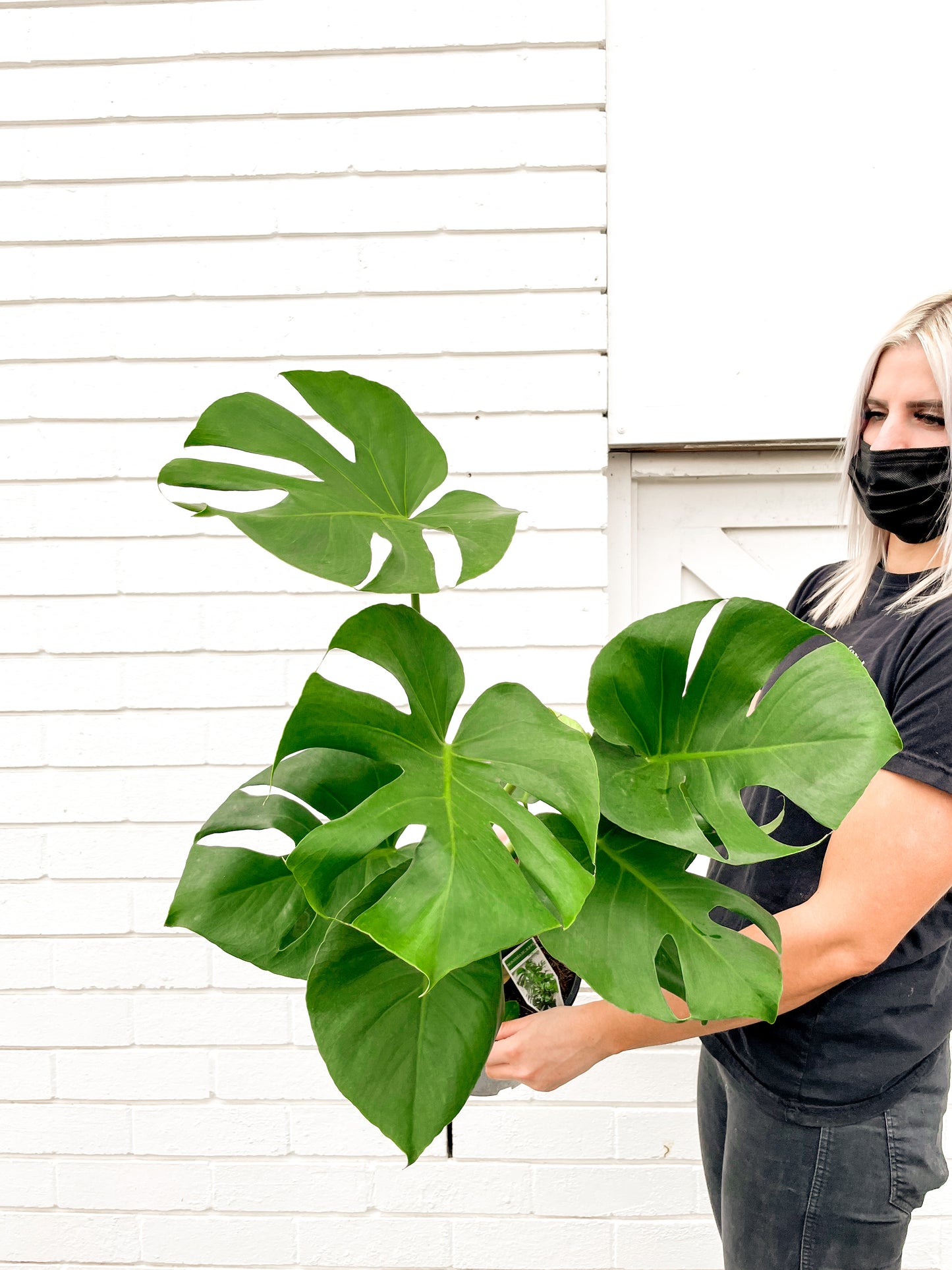 Monstera Deliciosa (200mm pot size)