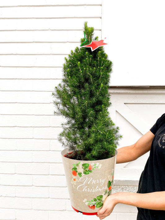 Picea Glauca, Christmas Star (250mm pot)