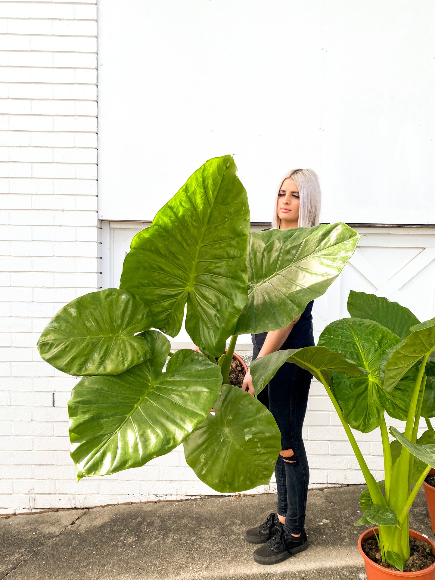 Alocasia macrorrhiza (250mm Pot Size)