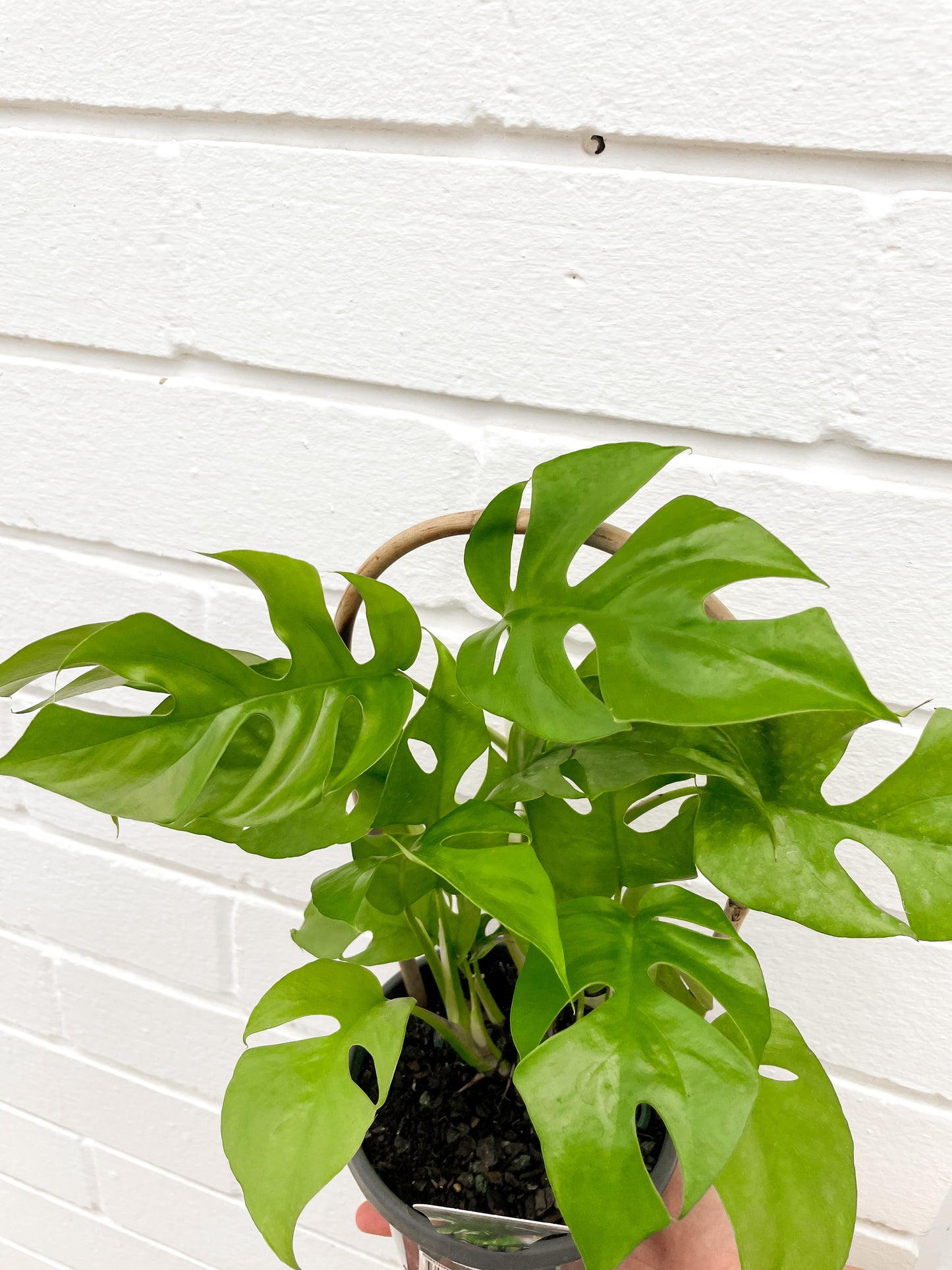 Rhaphidophora tetrasperma, 'Mini Monstera' (130mm Pot Size)