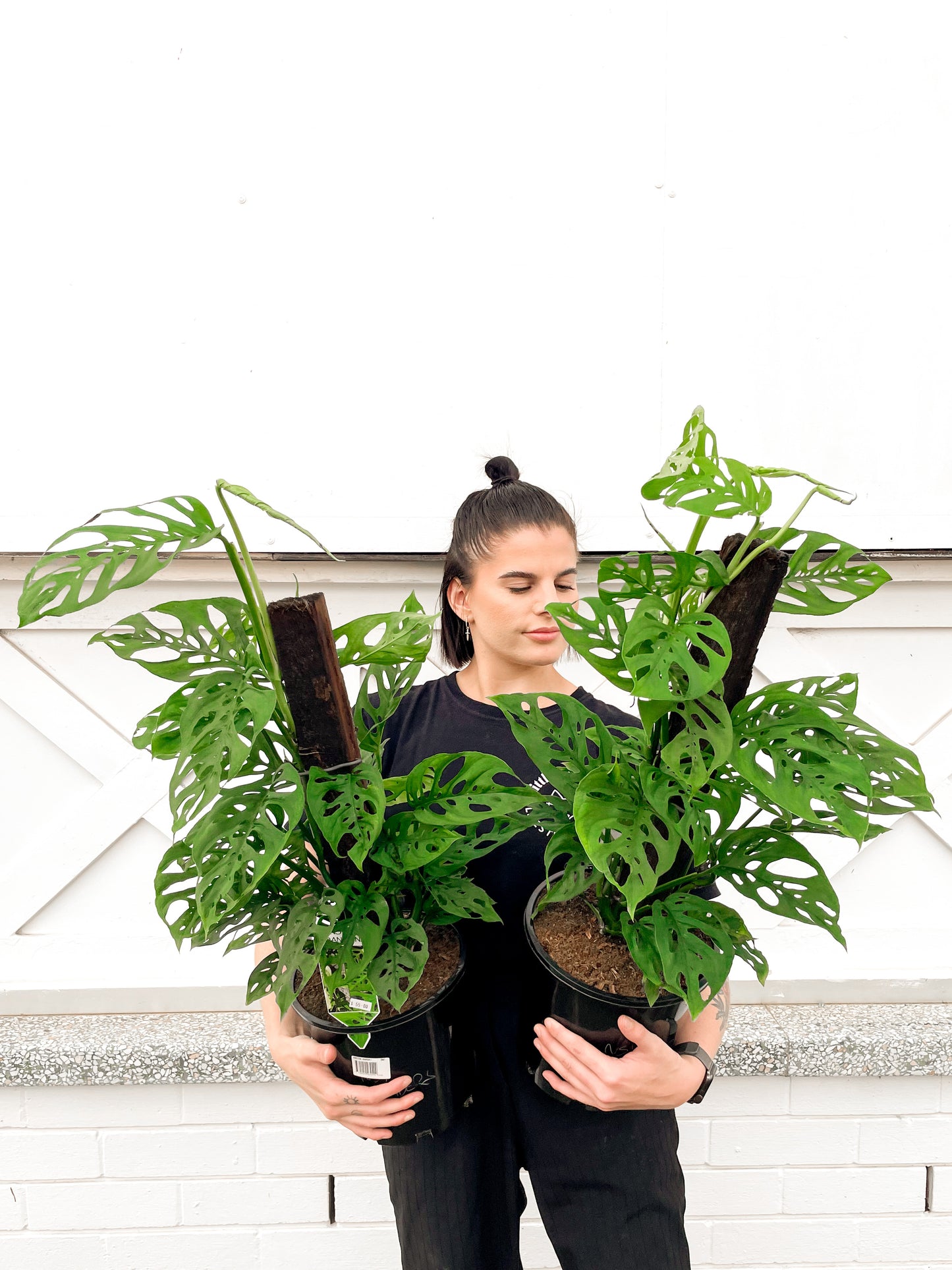 Monstera Adansonii (Swiss cheese, 200mm Pot)