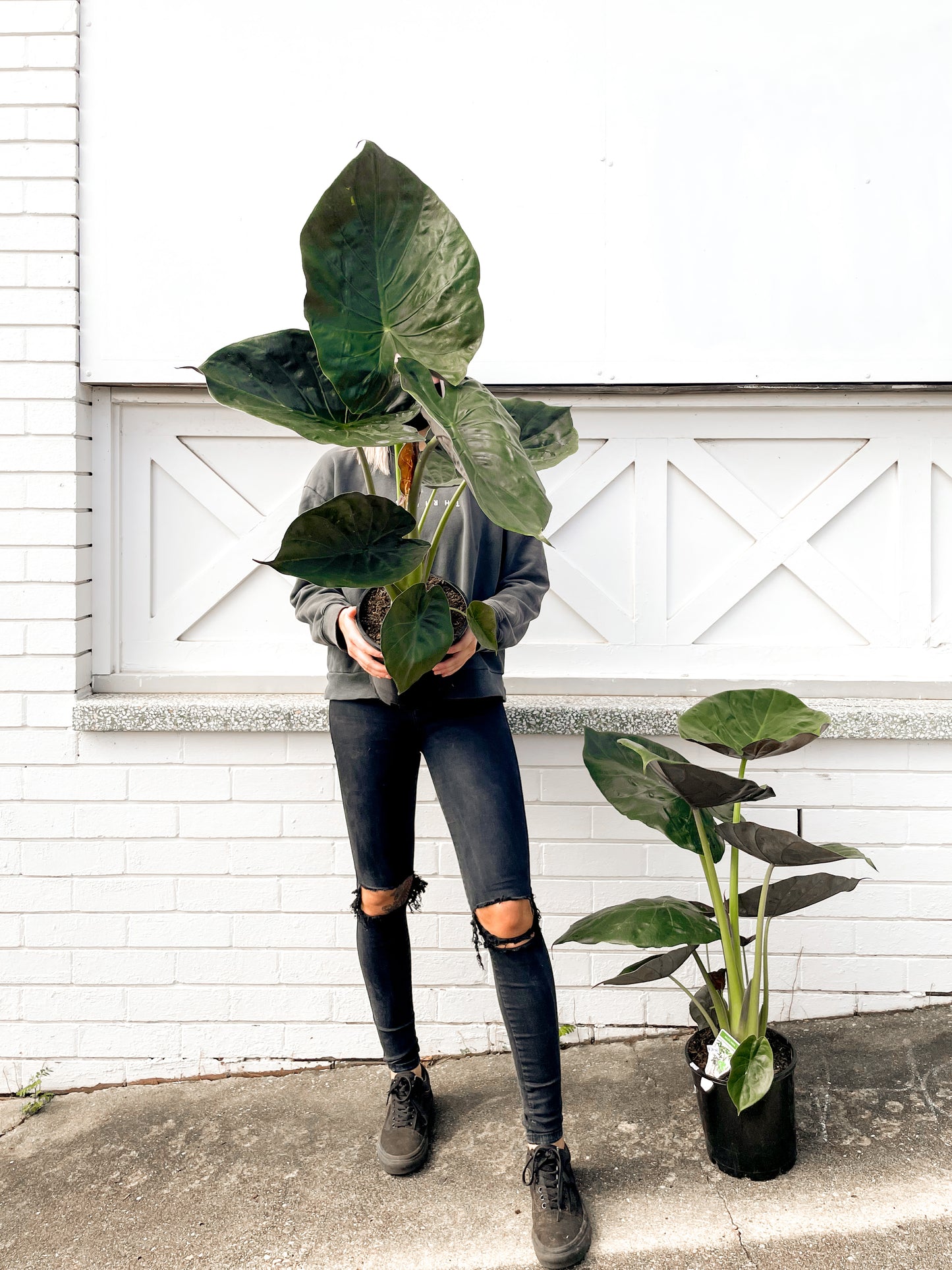 Alocasia Wentii (200mm Pot Size)