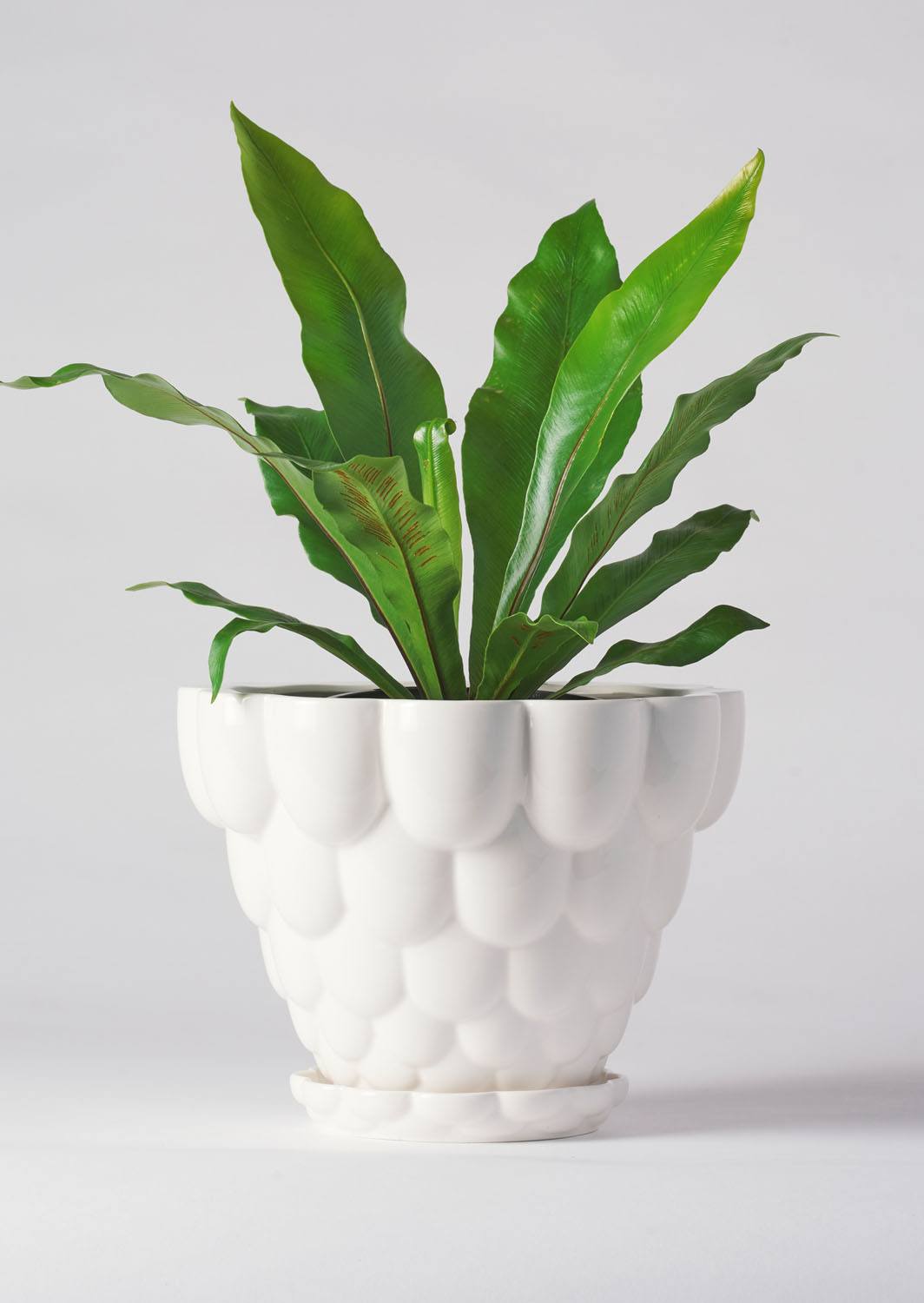 Jelly Pot, White (210mm pot size)