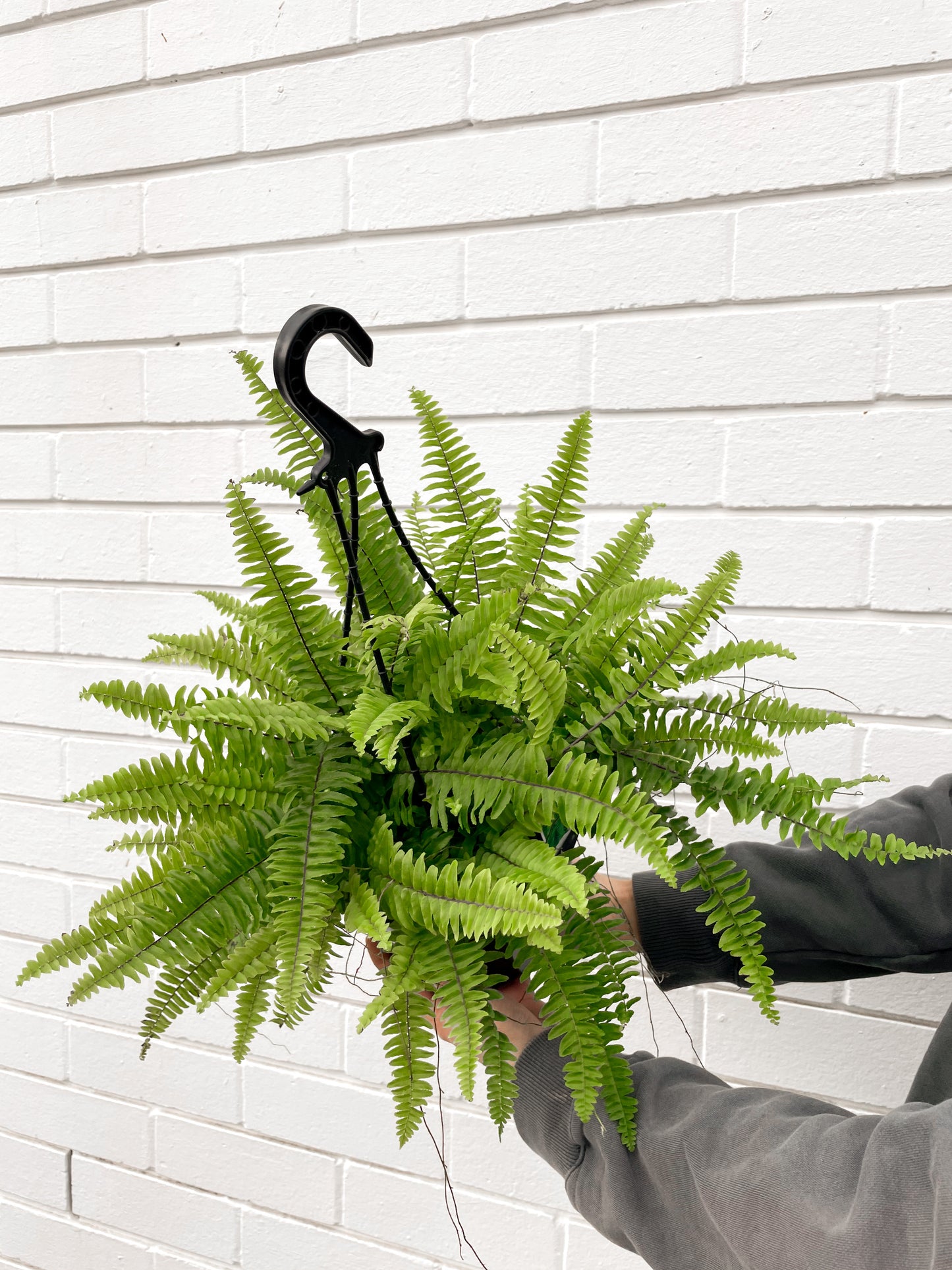 Nephrolepis, Hong Kong fern (180mm pot size)