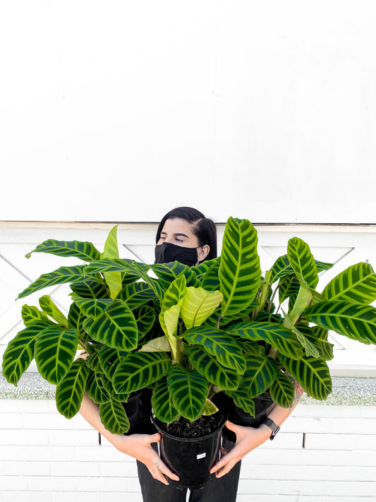 Calathea Zebrina (200mm Pot)