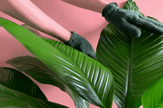 Leaf Health Kit by We The Wild