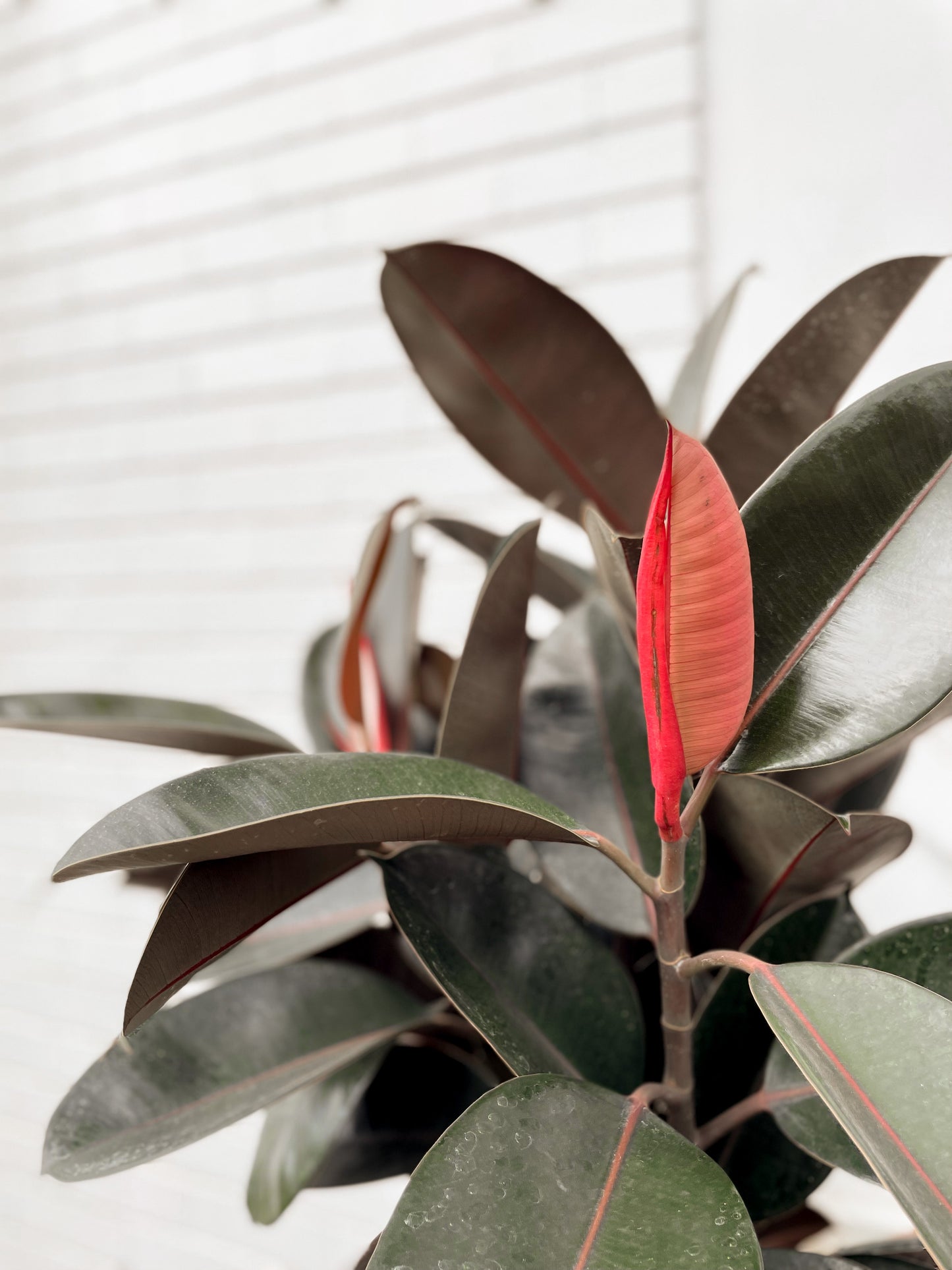Ficus Elastica, Rubber tree (Burgandy 300mm Pot)