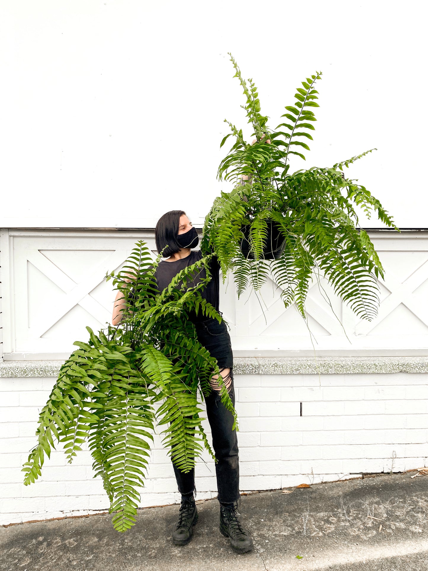 Nephrolepis Biserrata, Macho fern (270mm pot size)
