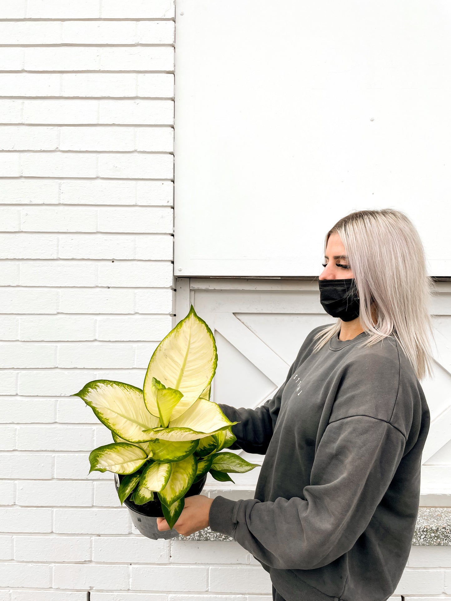 Dieffenbachia Mariana (200mm pot size)