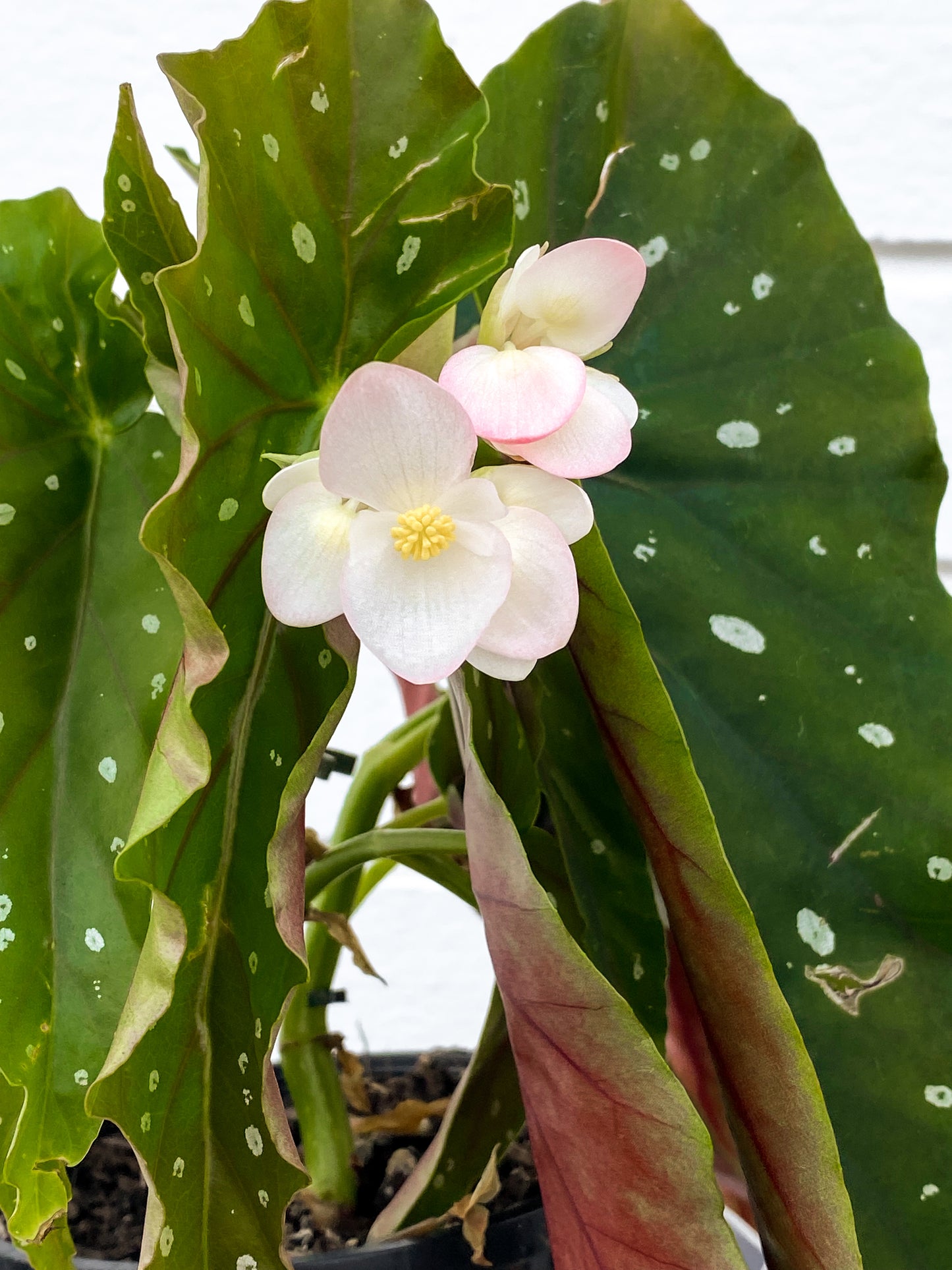 Begonia Maculata Wightii (120mm Pot Size)
