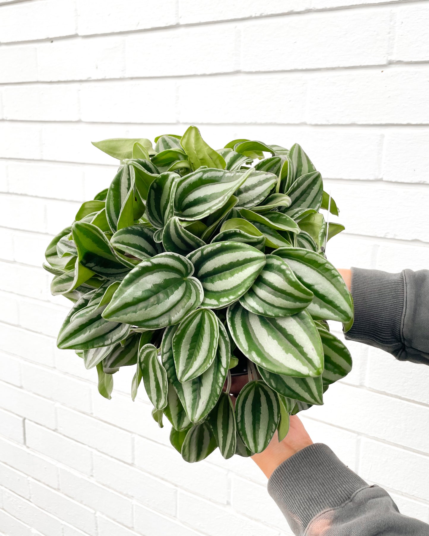 Peperomia Mini Watermelon (180mm Pot size)