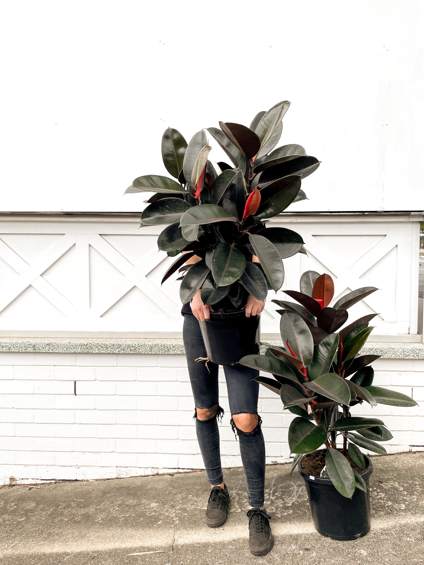 Ficus Elastica, Rubber tree (Burgandy 300mm Pot)