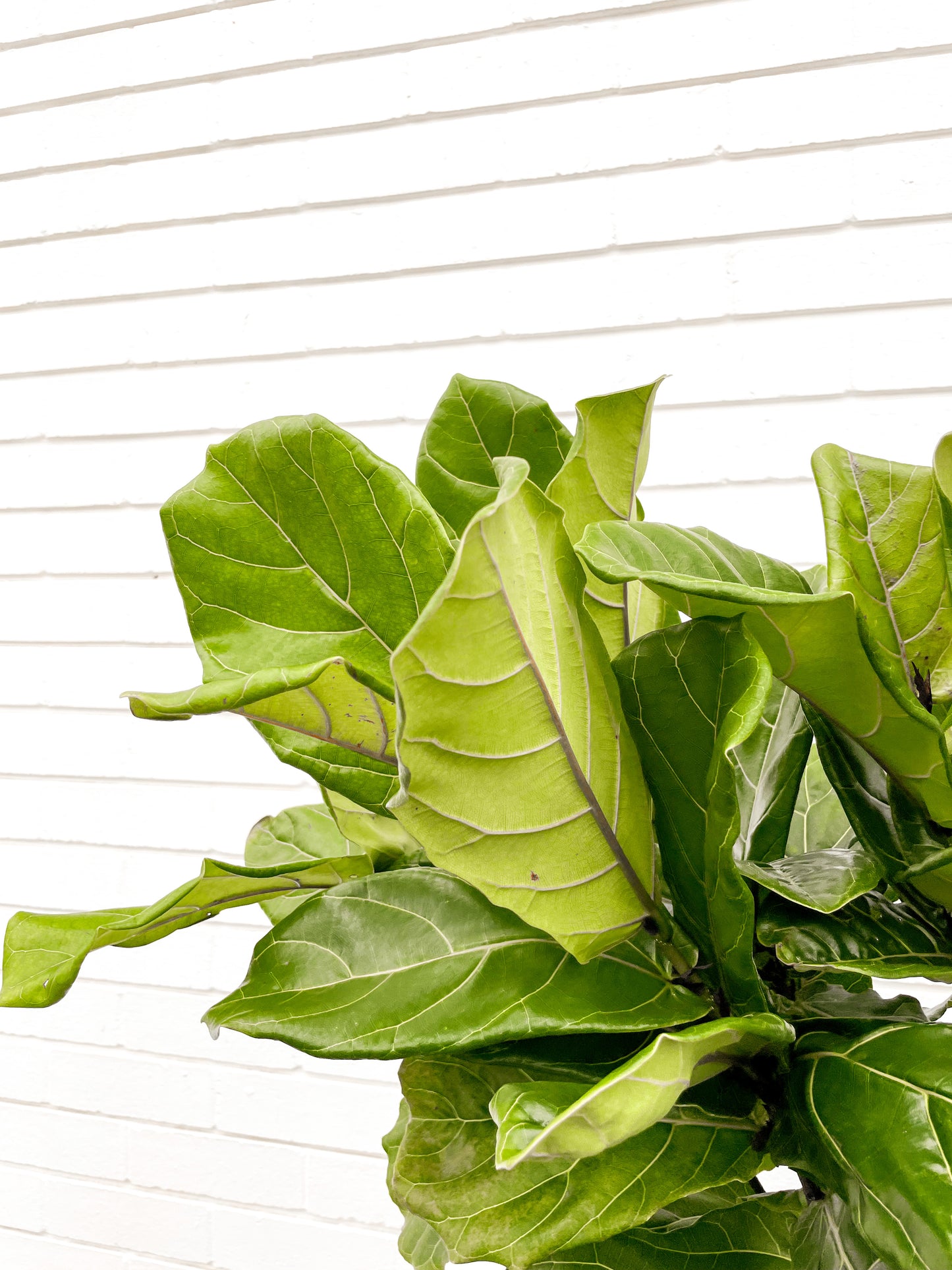 Fiddle Leaf Fig (250mm Pot Size)