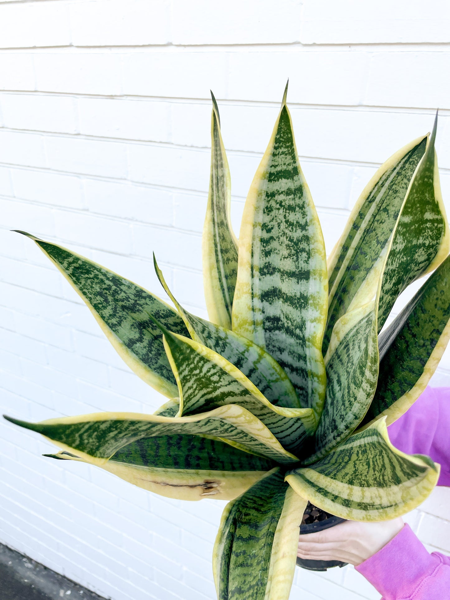 Sansevieria (200mm Pot Size)