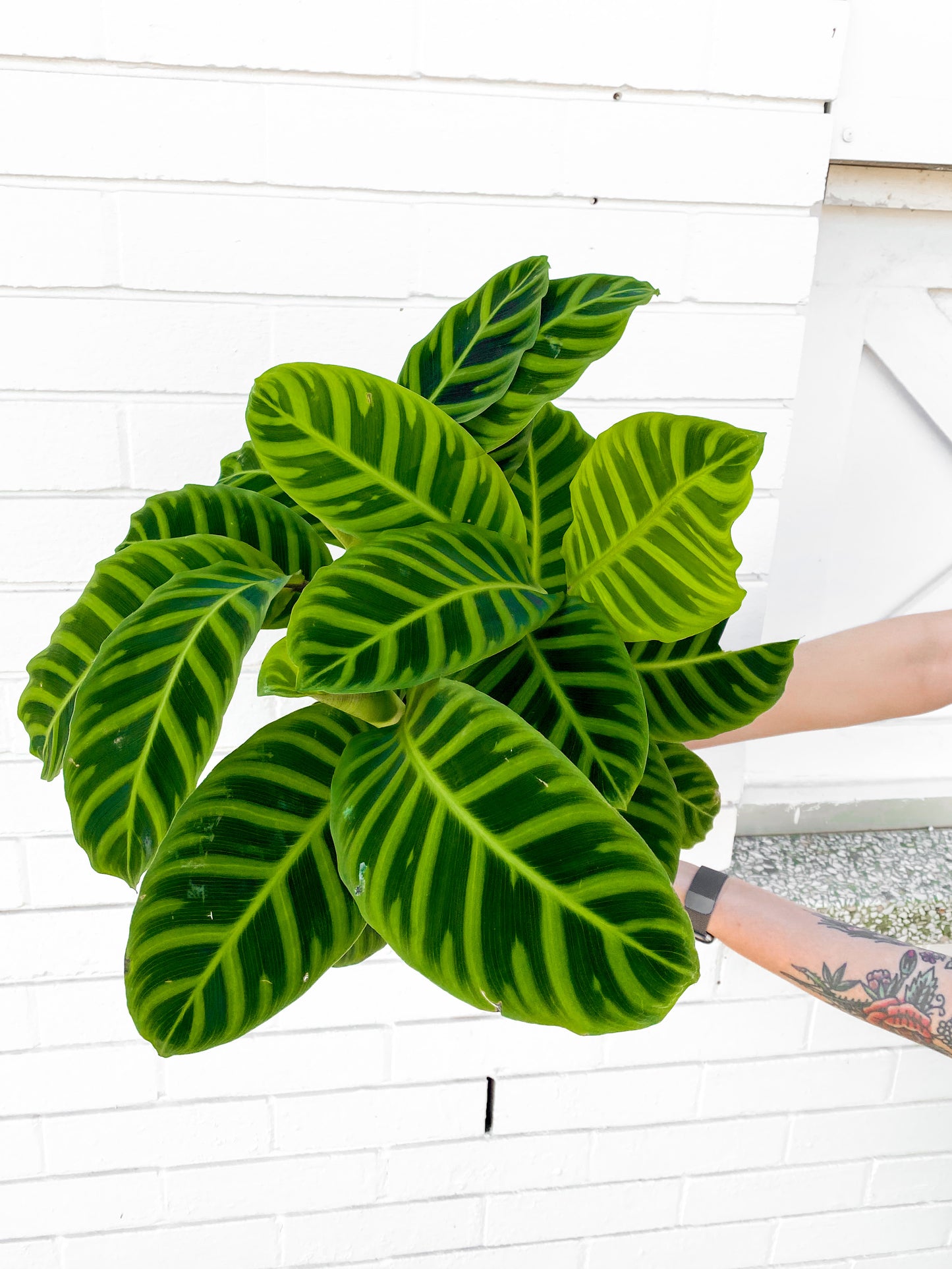 Calathea Zebrina (200mm Pot)