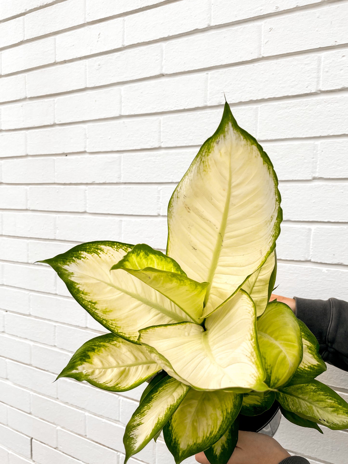 Dieffenbachia Mariana (200mm pot size)