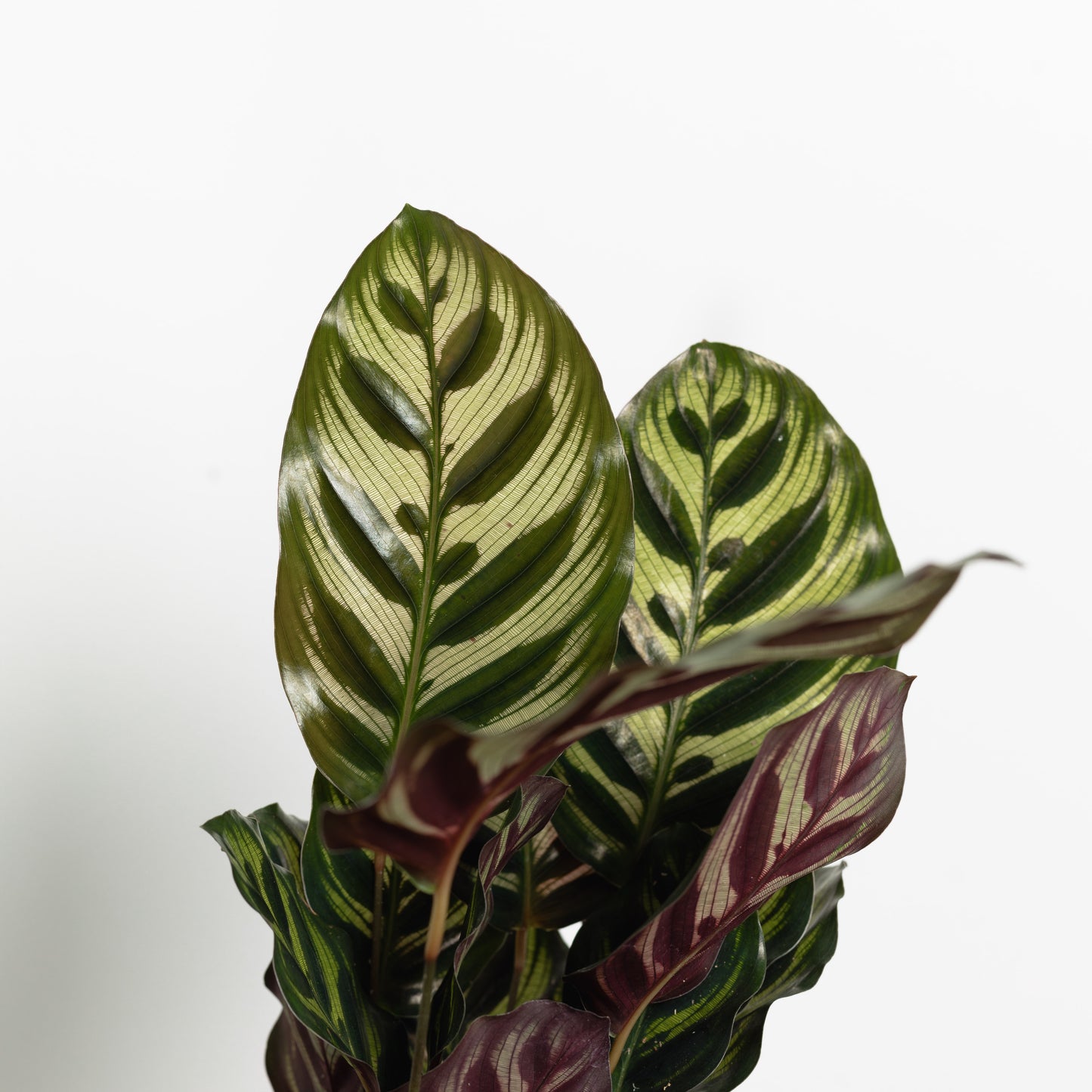 Calathea Makoyana (120mm pot size)