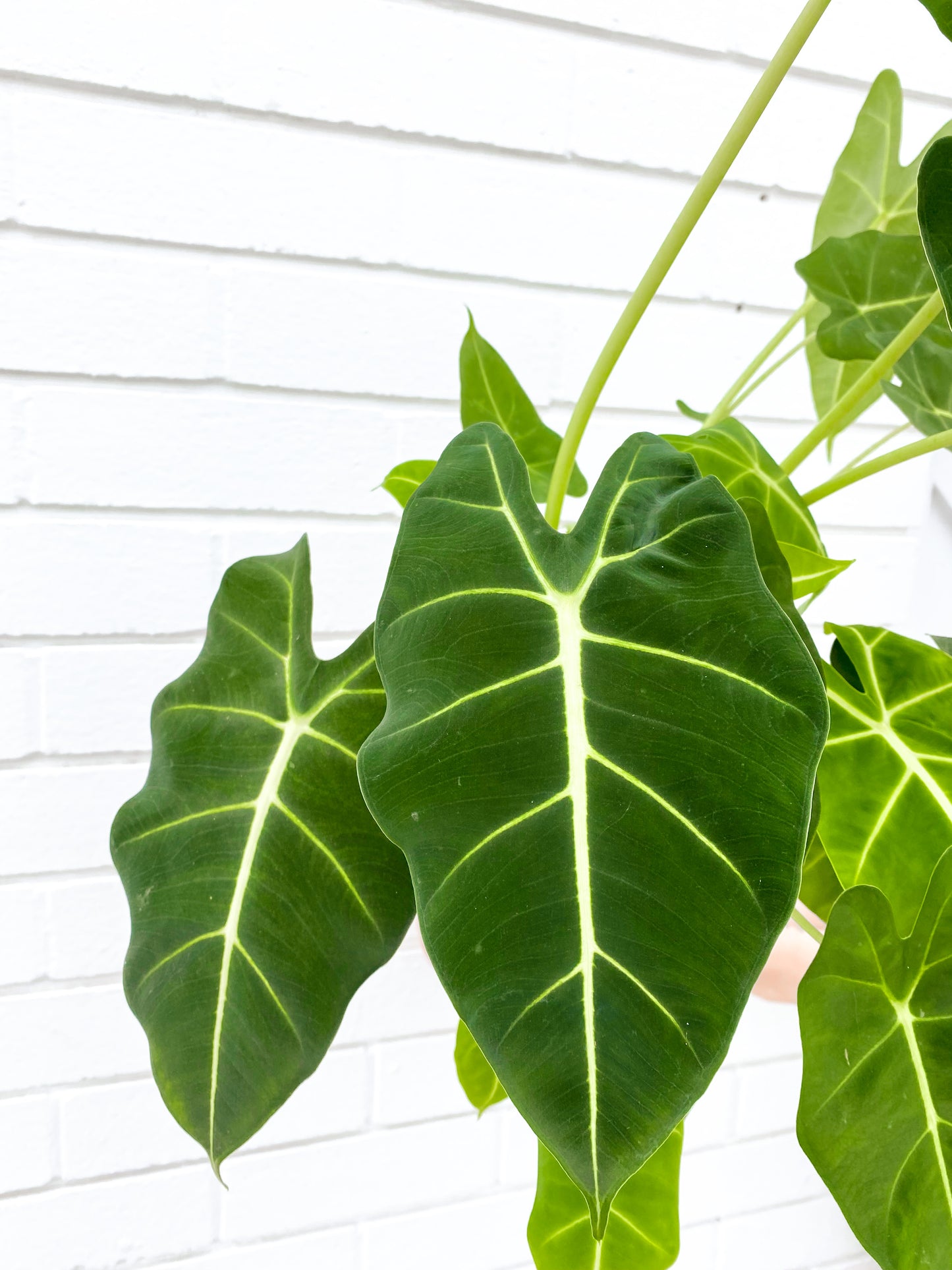 Alocasia Frydek, green velvet (180mm Pot Size)