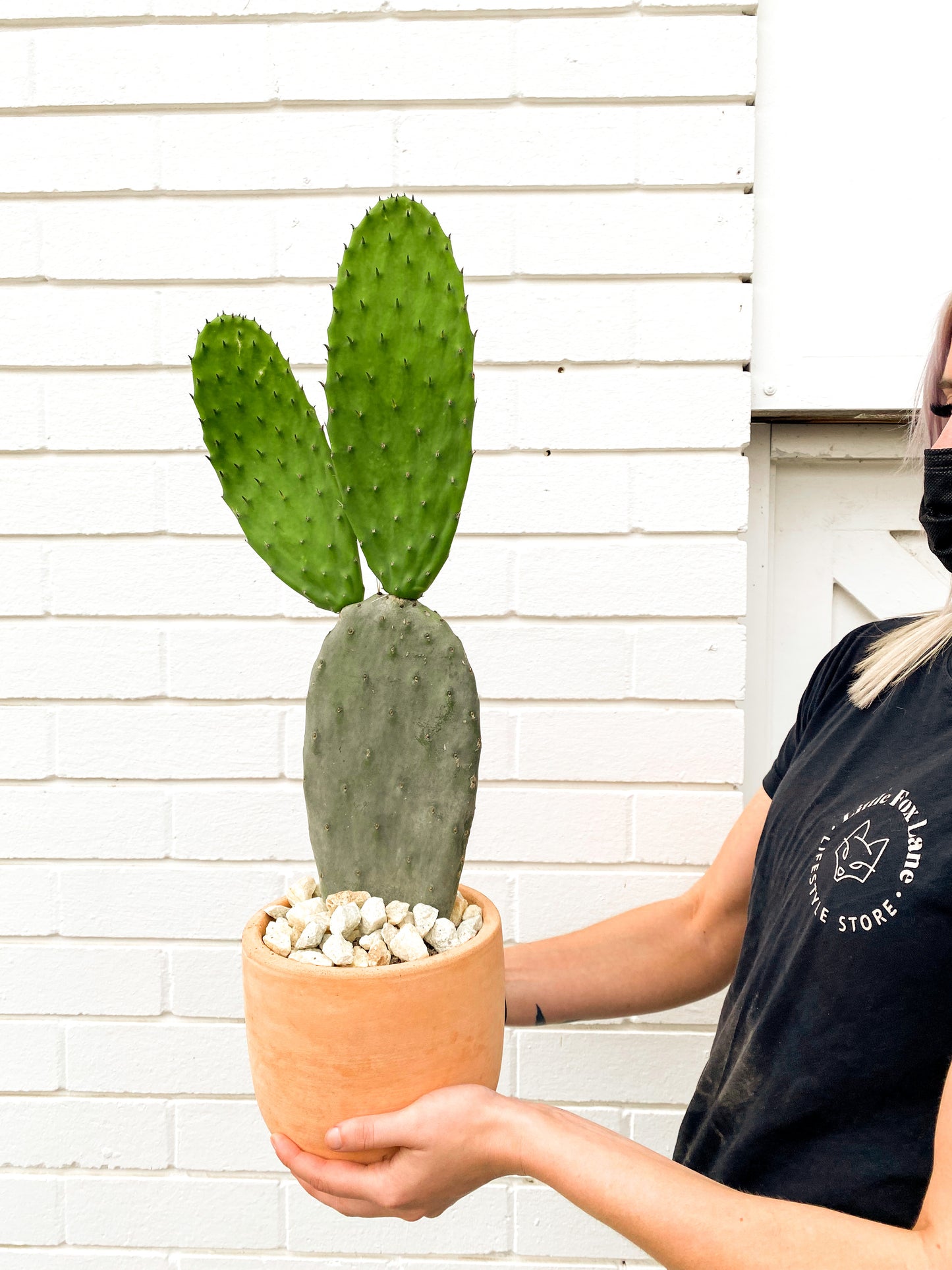 Indian fig (160mm terracotta pot size)