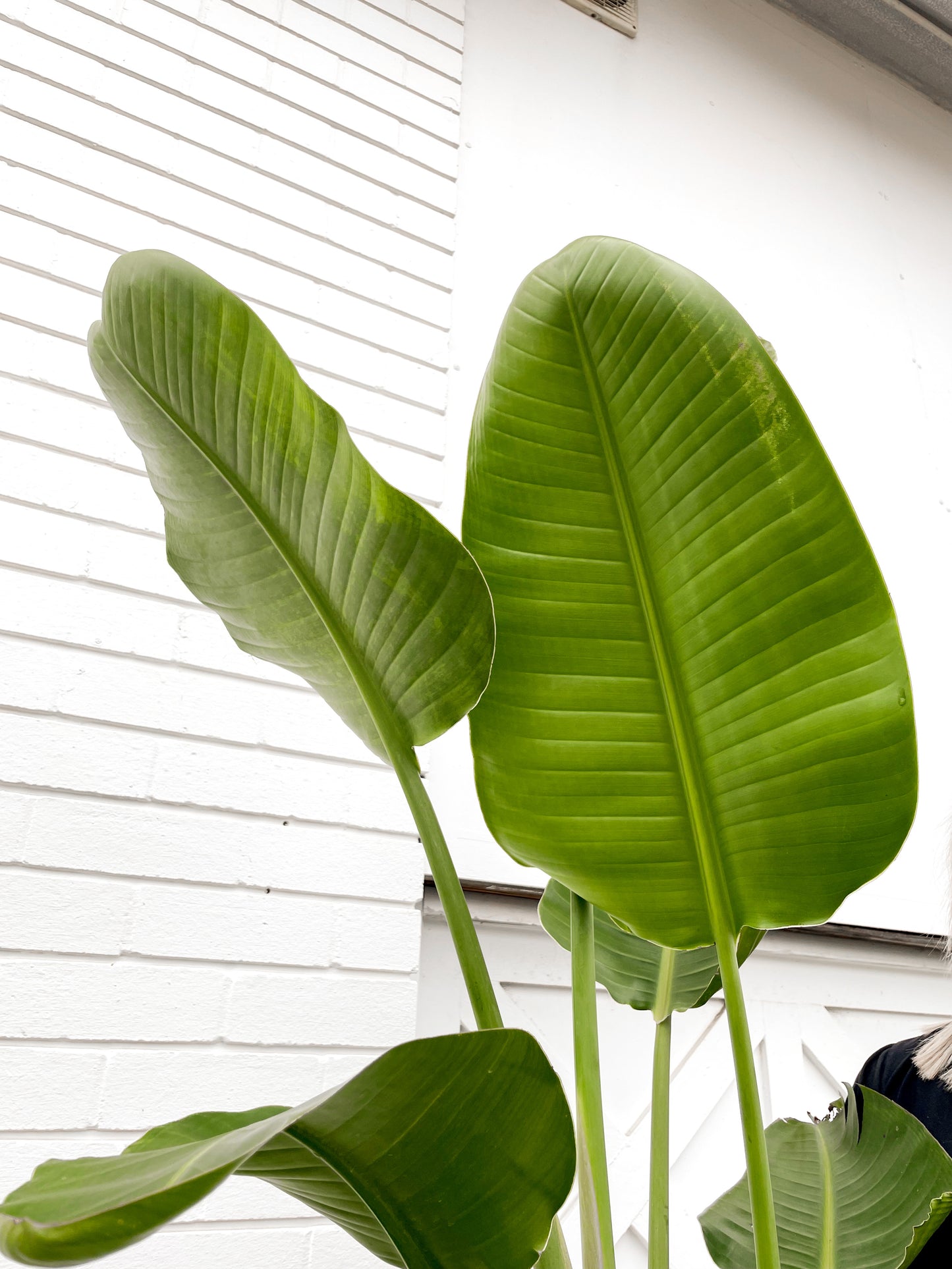 Bird of Paradise, Nicolai (300mm pot size)