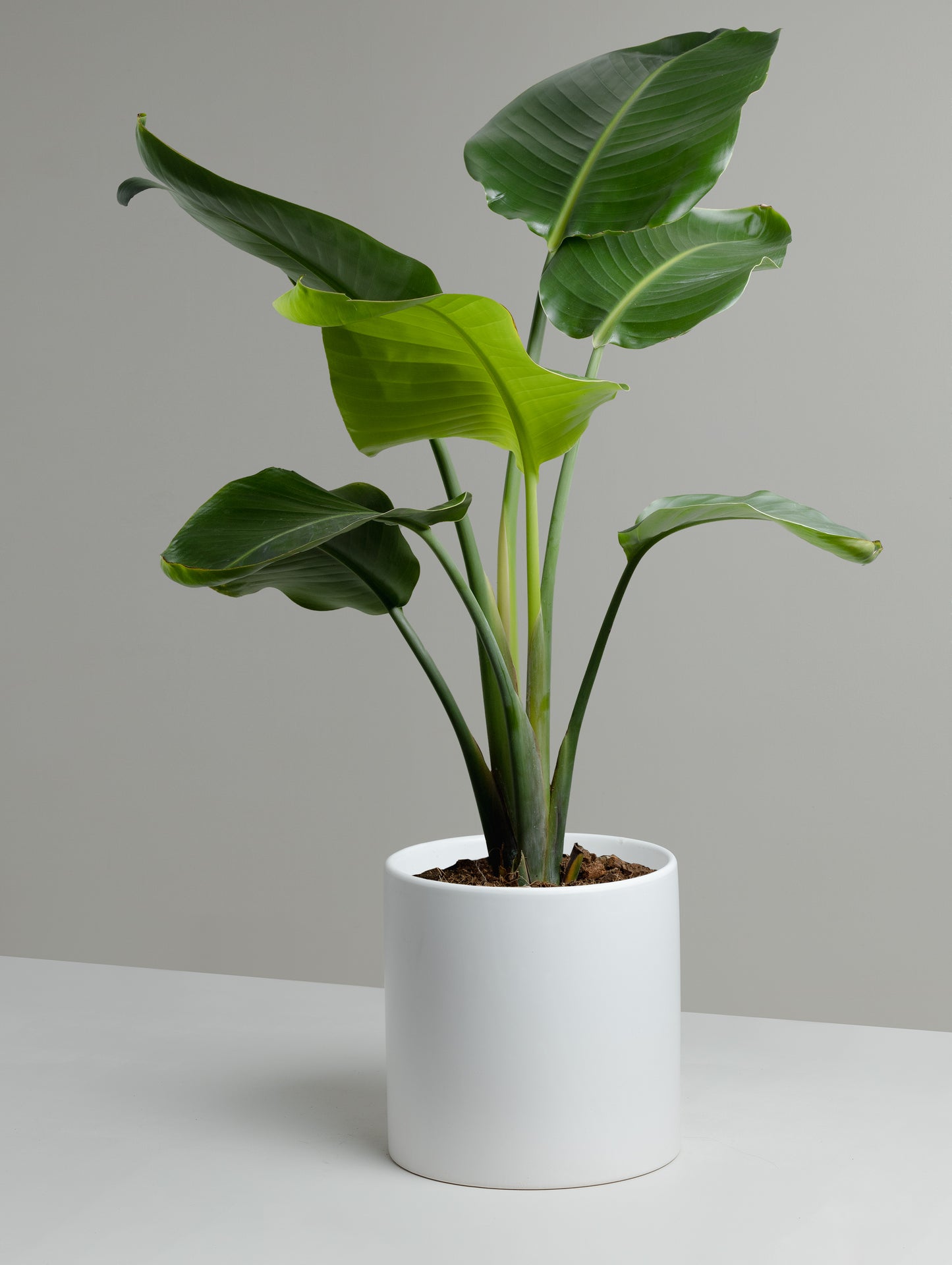 Bird of Paradise, Nicolai (200mm pot size)