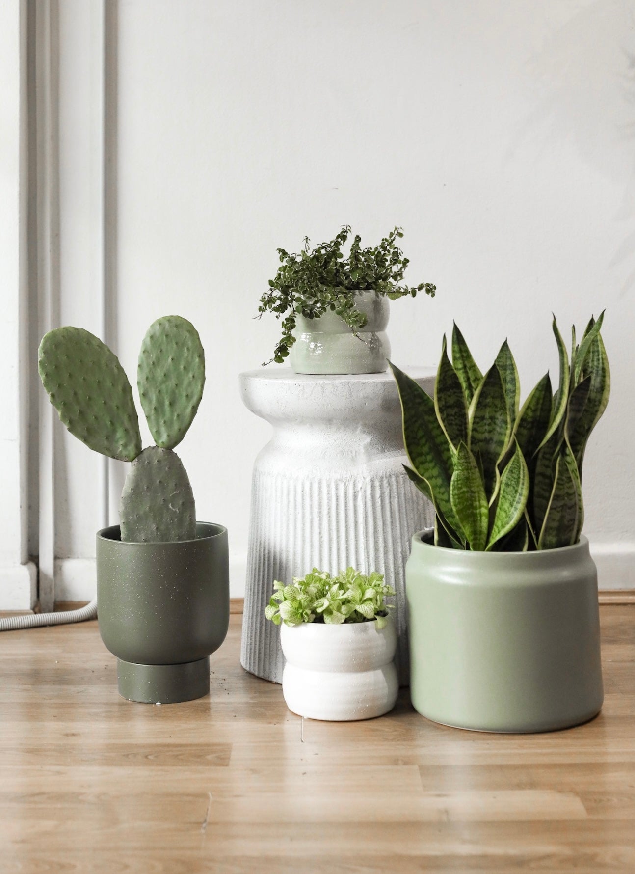 Little Fox lane :: Buy Plants Online – Little Fox Lane