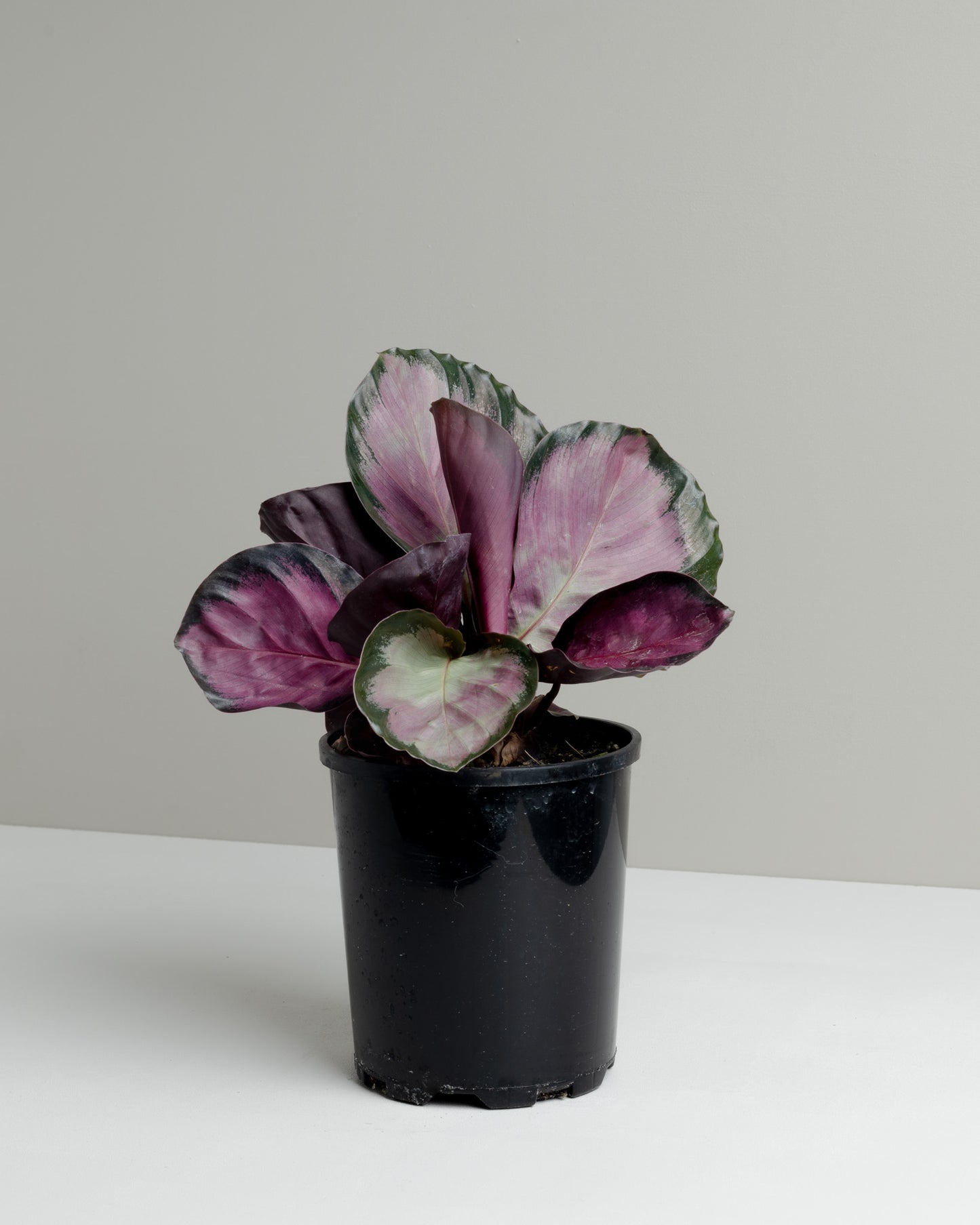 Calathea Roseopicta 'Rosy' plant. Buy indoor plants online and have it delivered to your door.