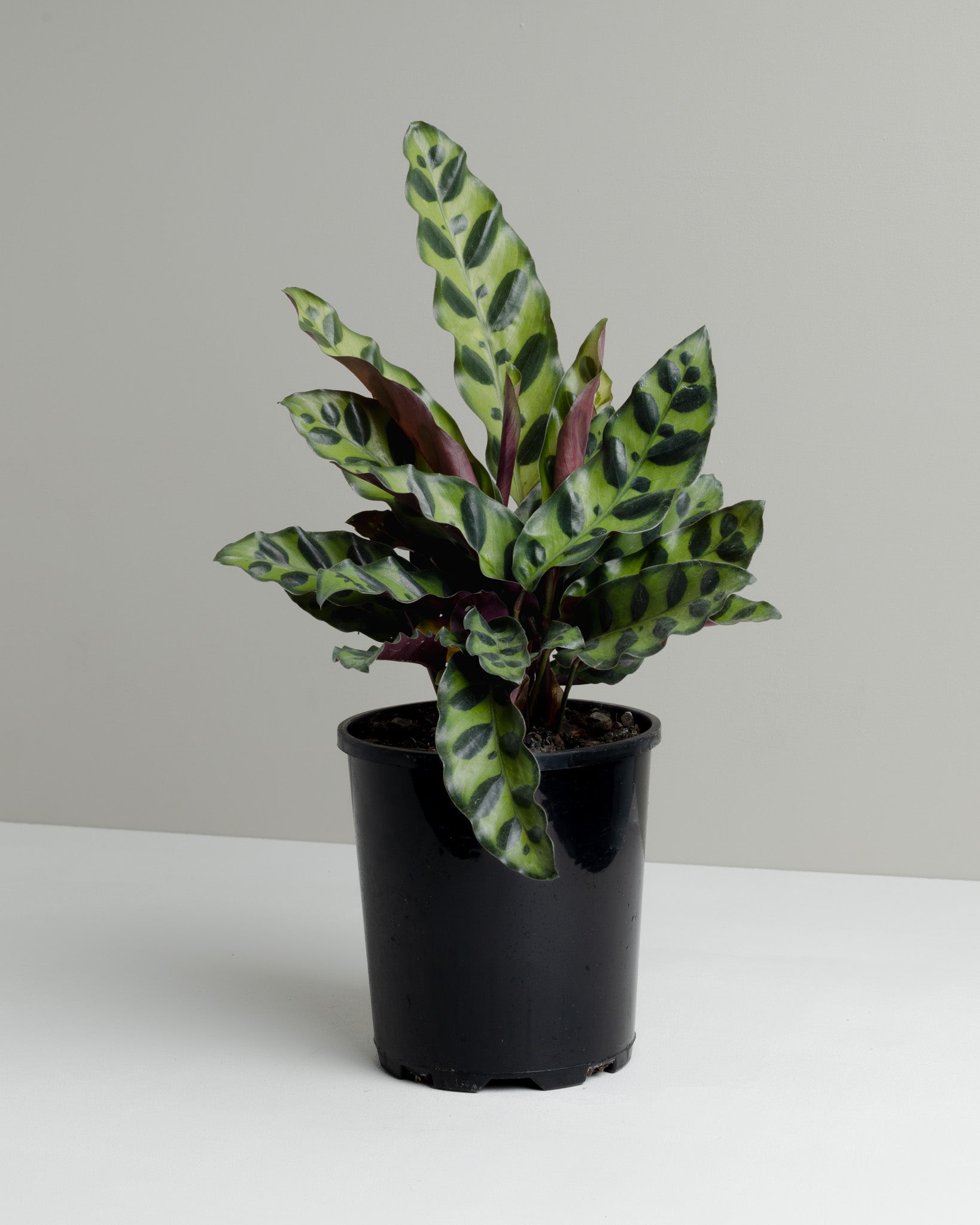 Calathea Insignis, Rattlesnake plant. Buy indoor plants online and have it delivered to your door.