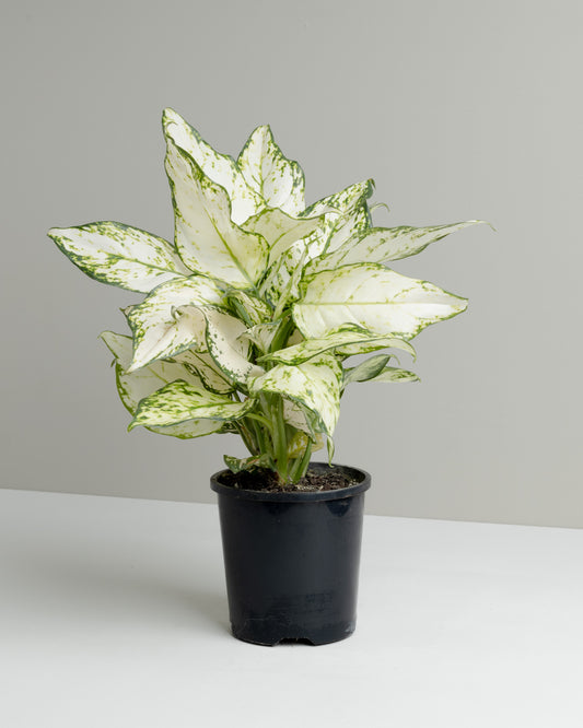 Aglaonema Pure White plant. Buy indoor plants online and have it delivered to your door.